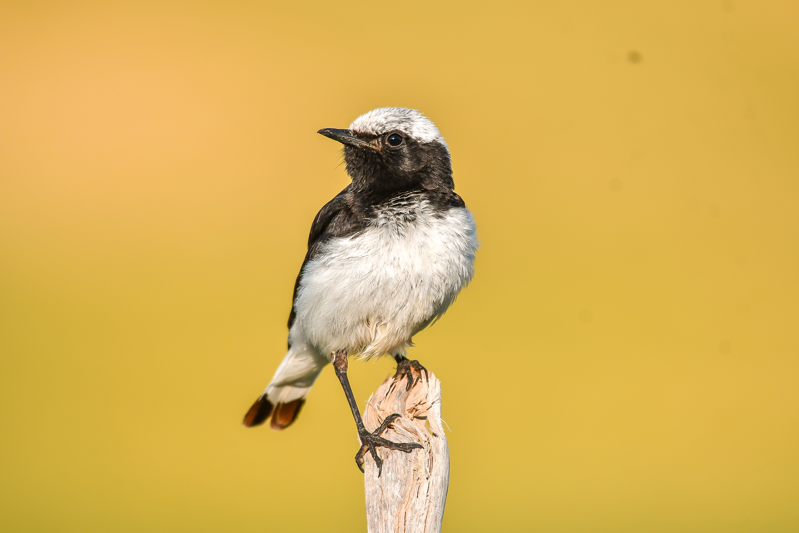 Finsch's Wheatear