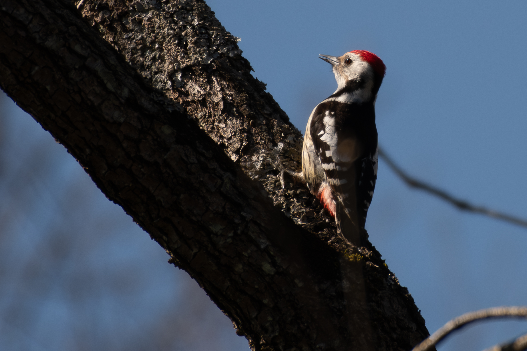 Middle Spotted Woodpecker