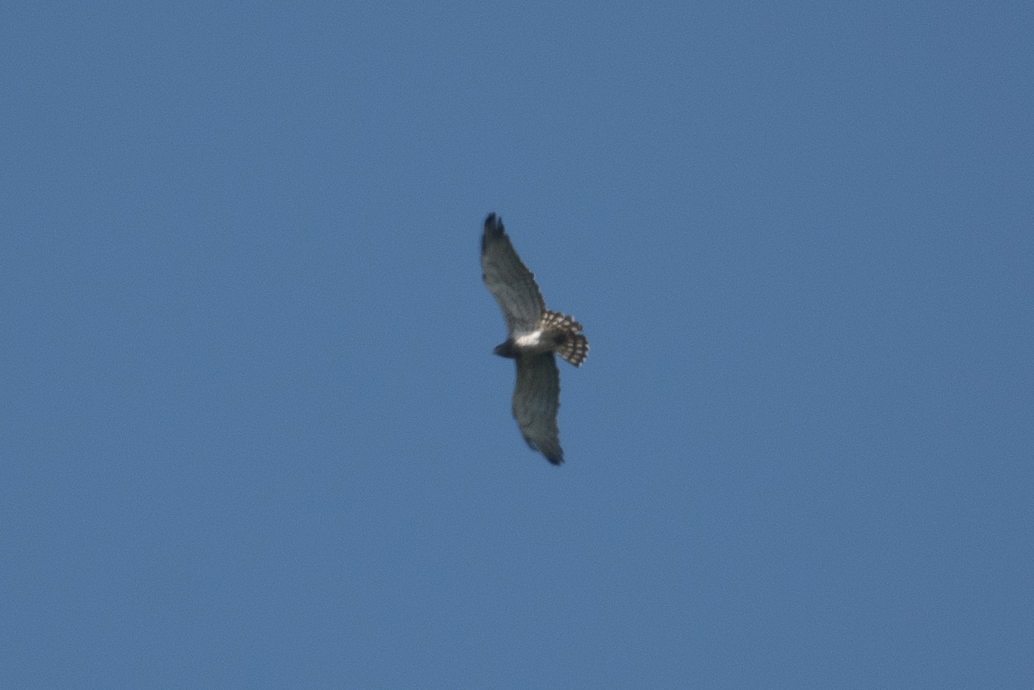 Short-toed Snake-Eagle