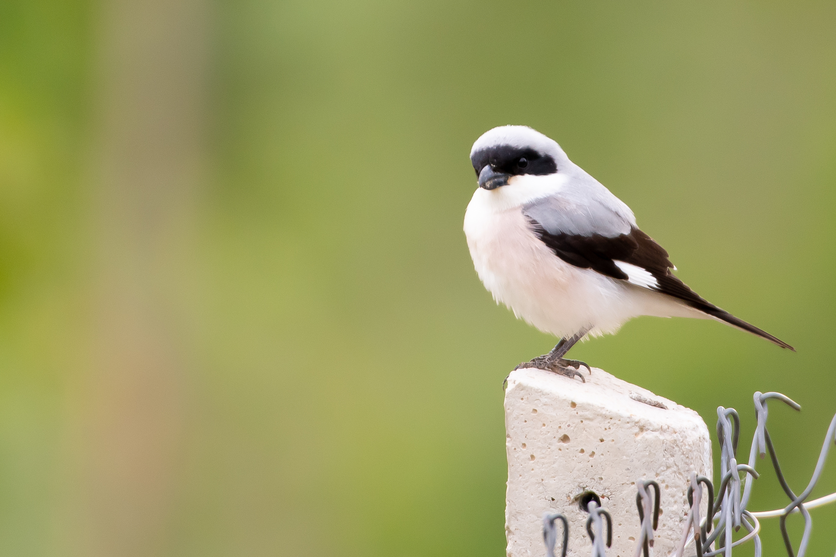 Lesser Gray Shrike