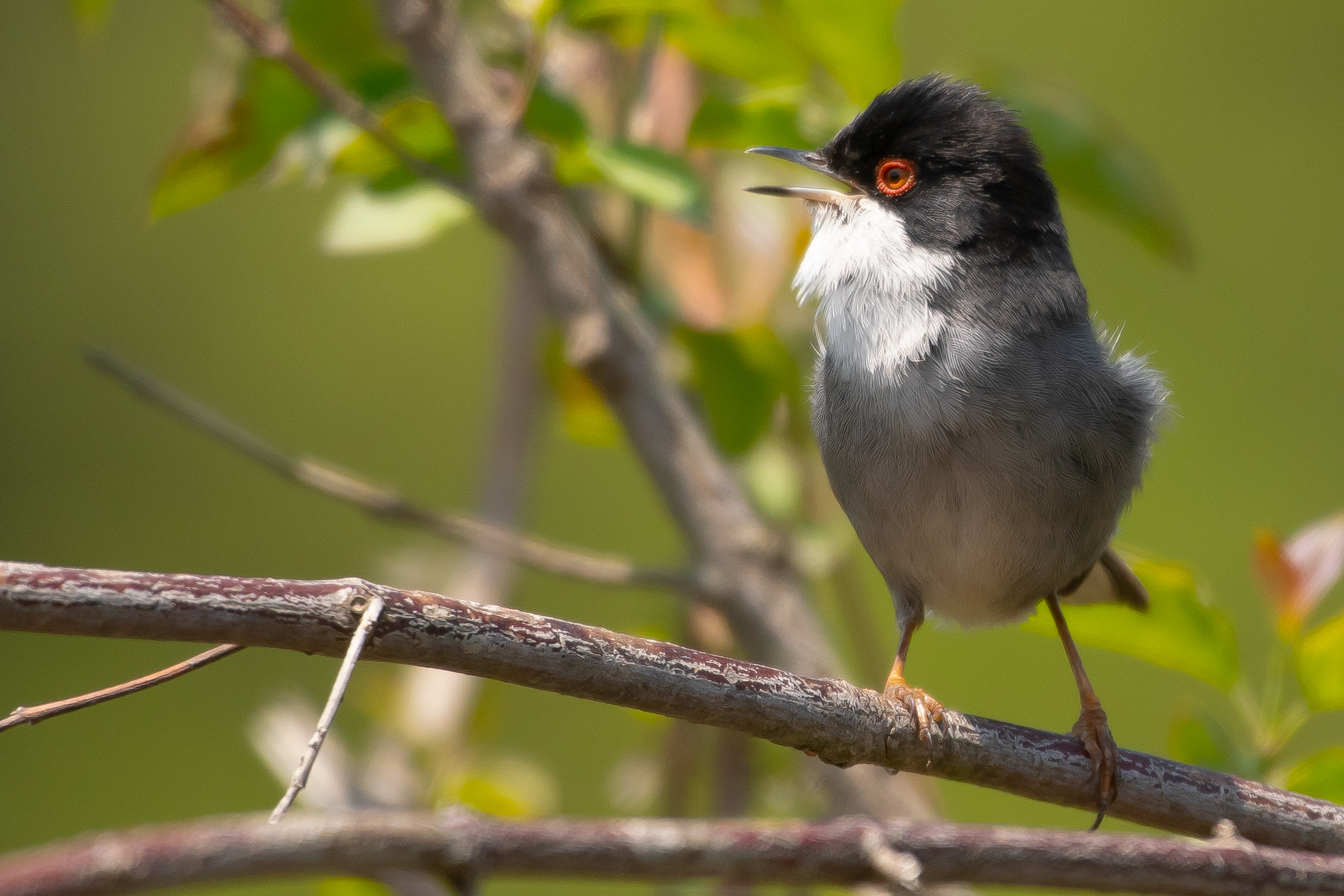 Sardinian Warbler — Ana fotoğraf