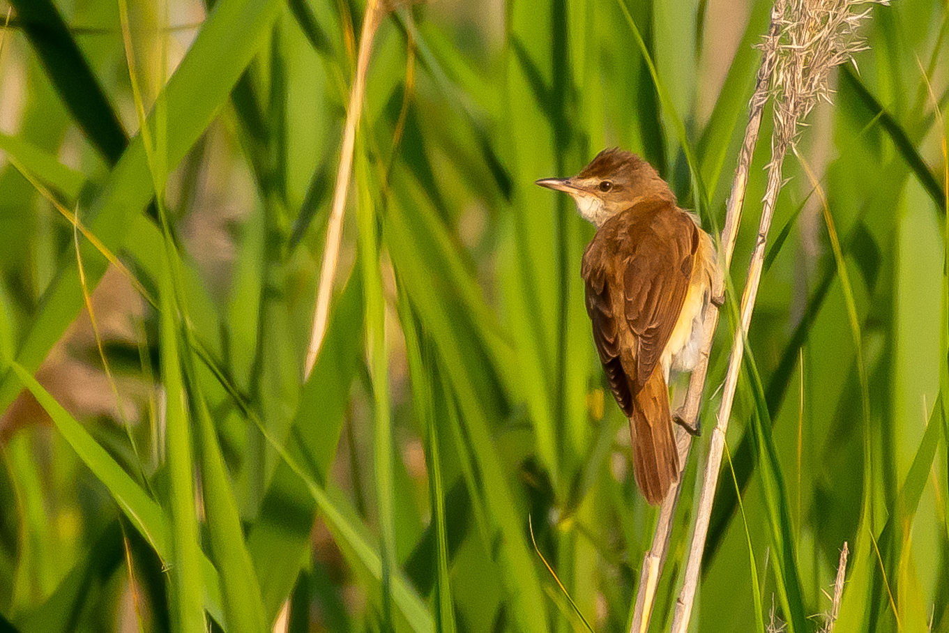 Great Reed Warbler