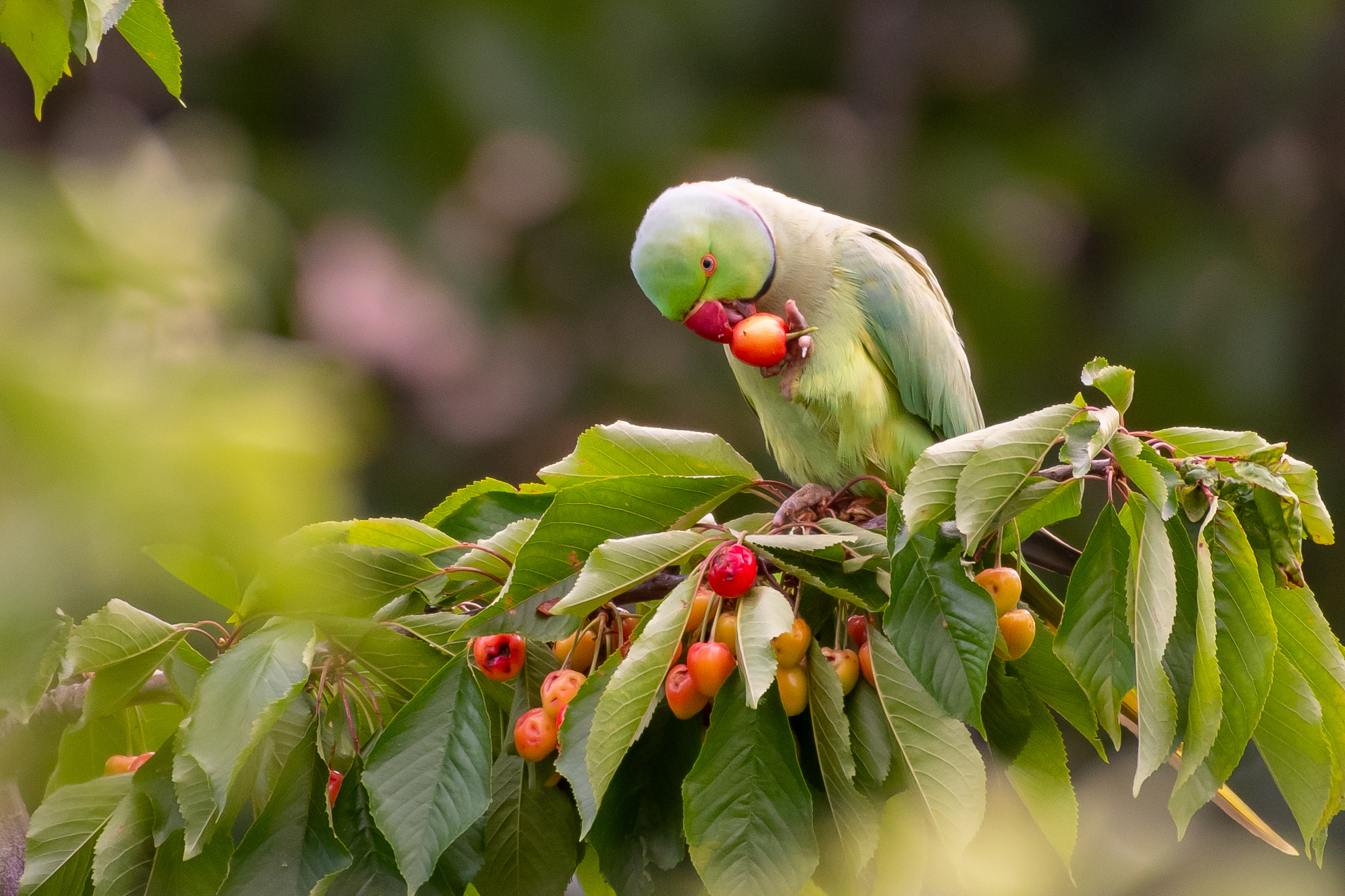 Rose-ringed Parakeet