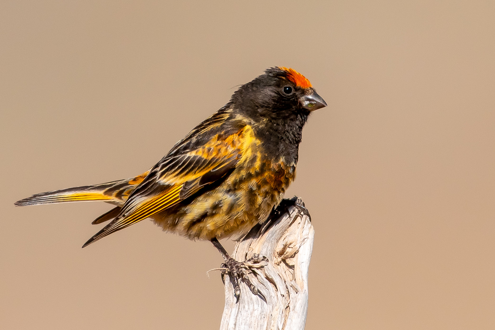 Fire-fronted Serin