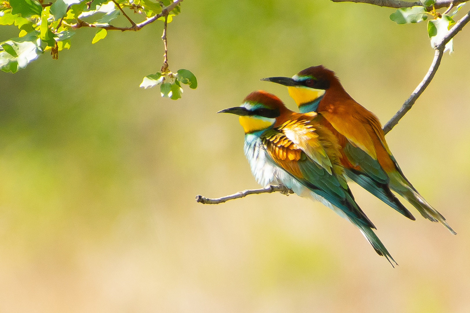 European Bee-eater