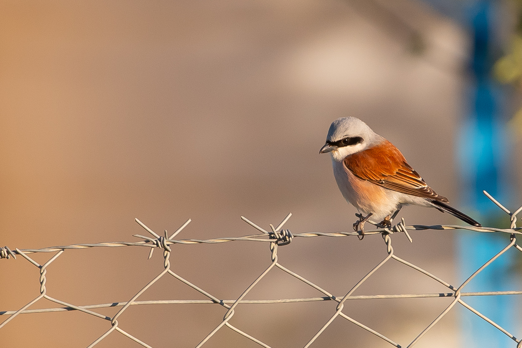 Red-backed Shrike
