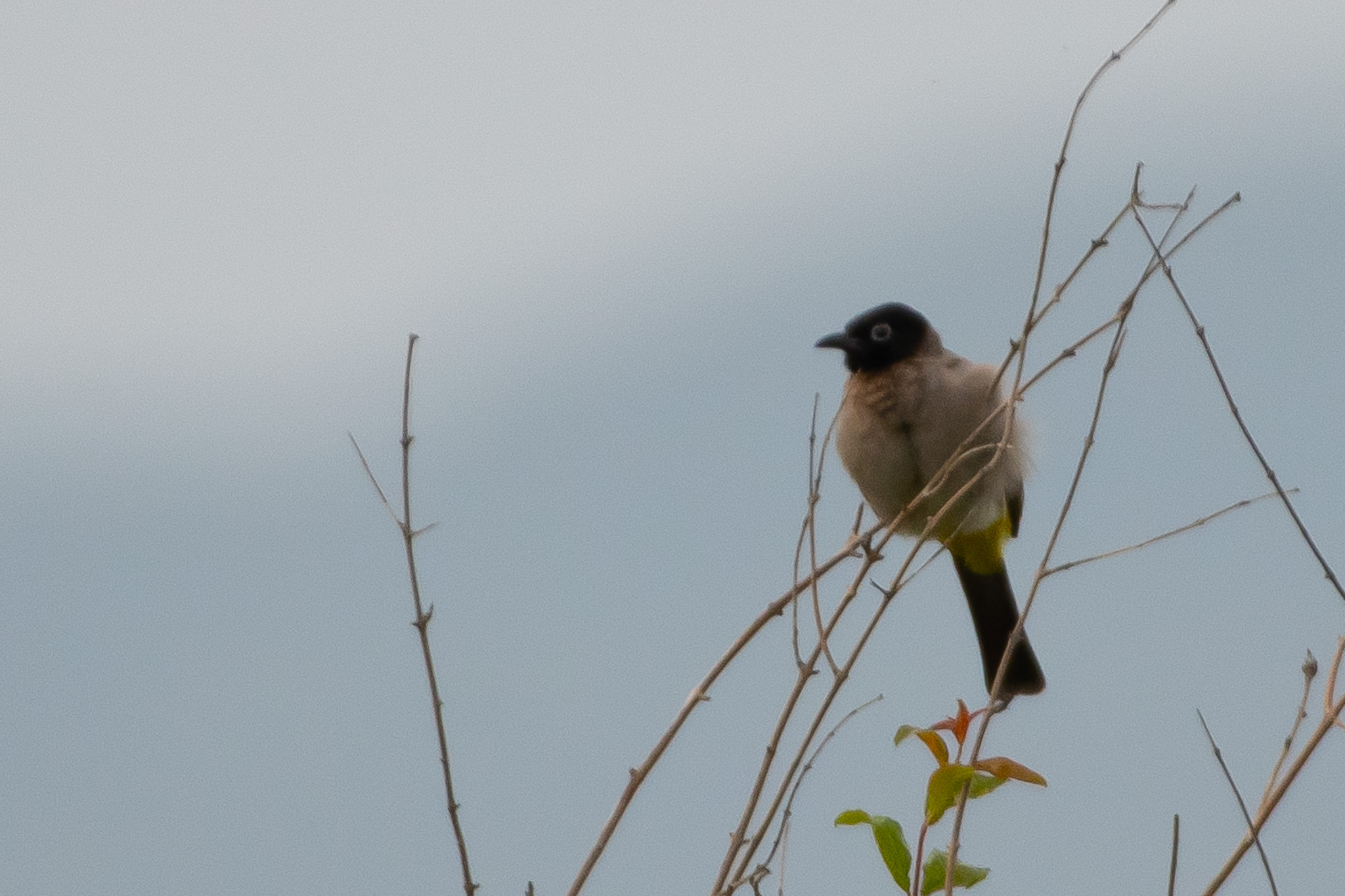 White-spectacled Bulbul