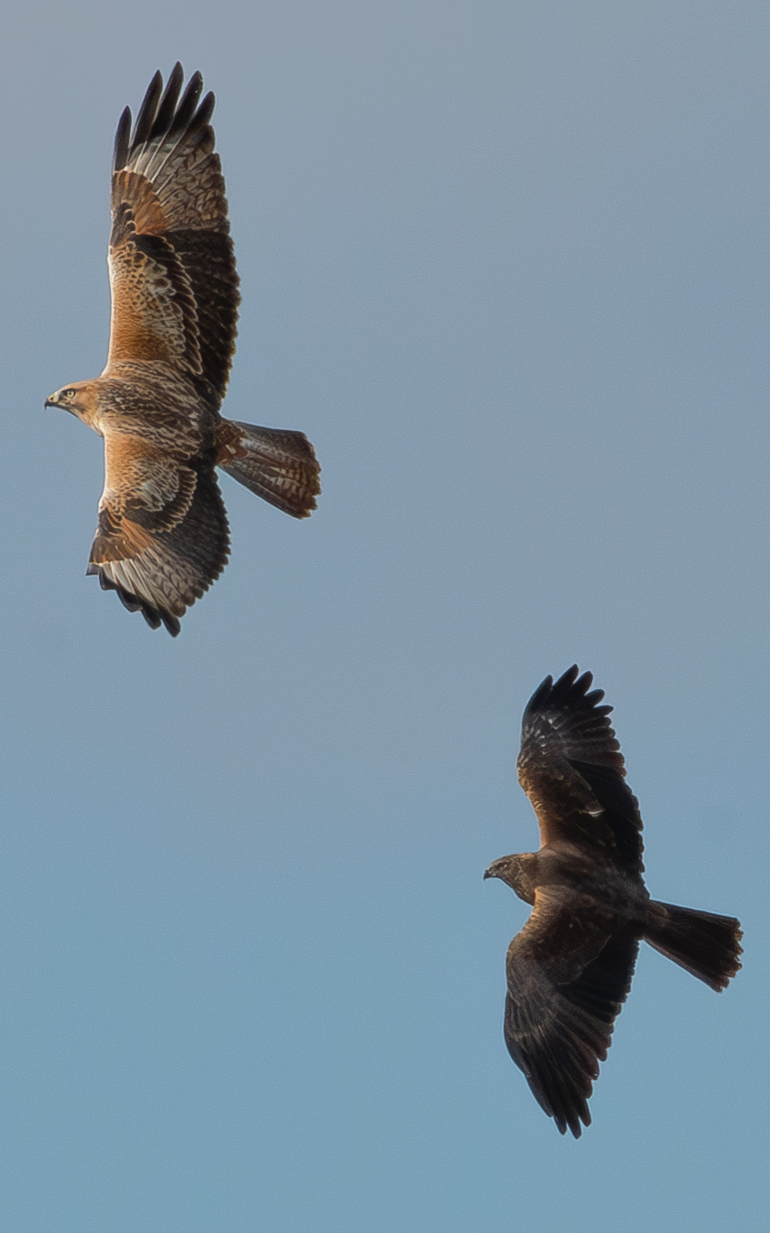 Common Buzzard