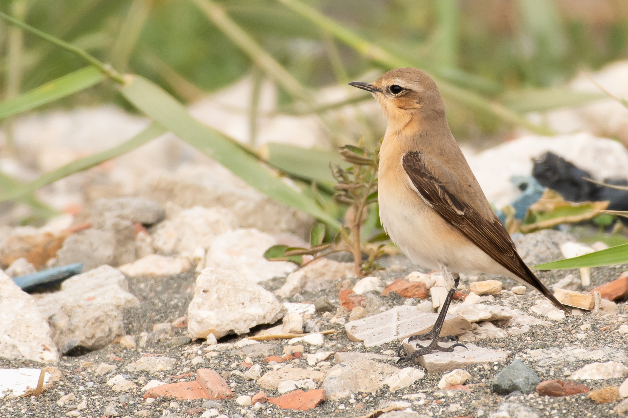 Isabelline Wheatear
