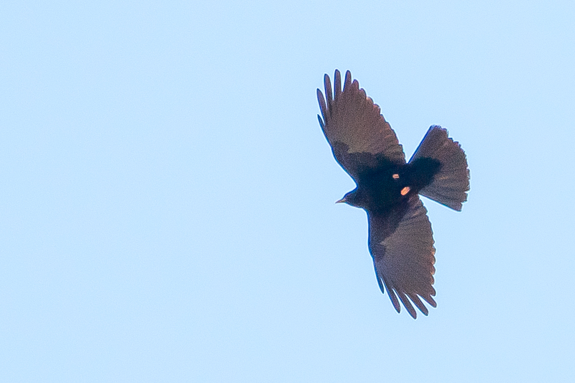 Yellow-billed Chough