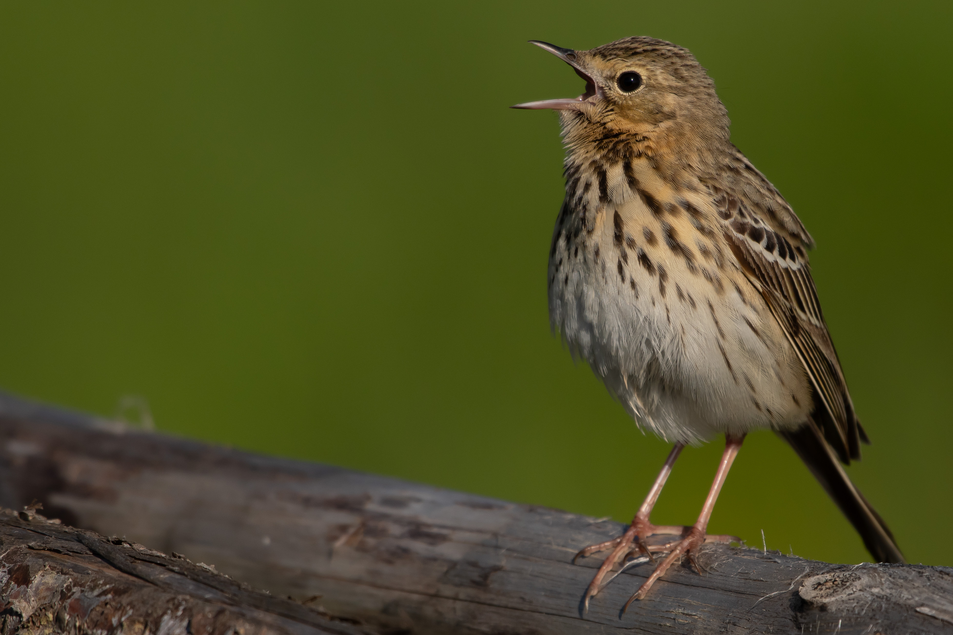 Tree Pipit