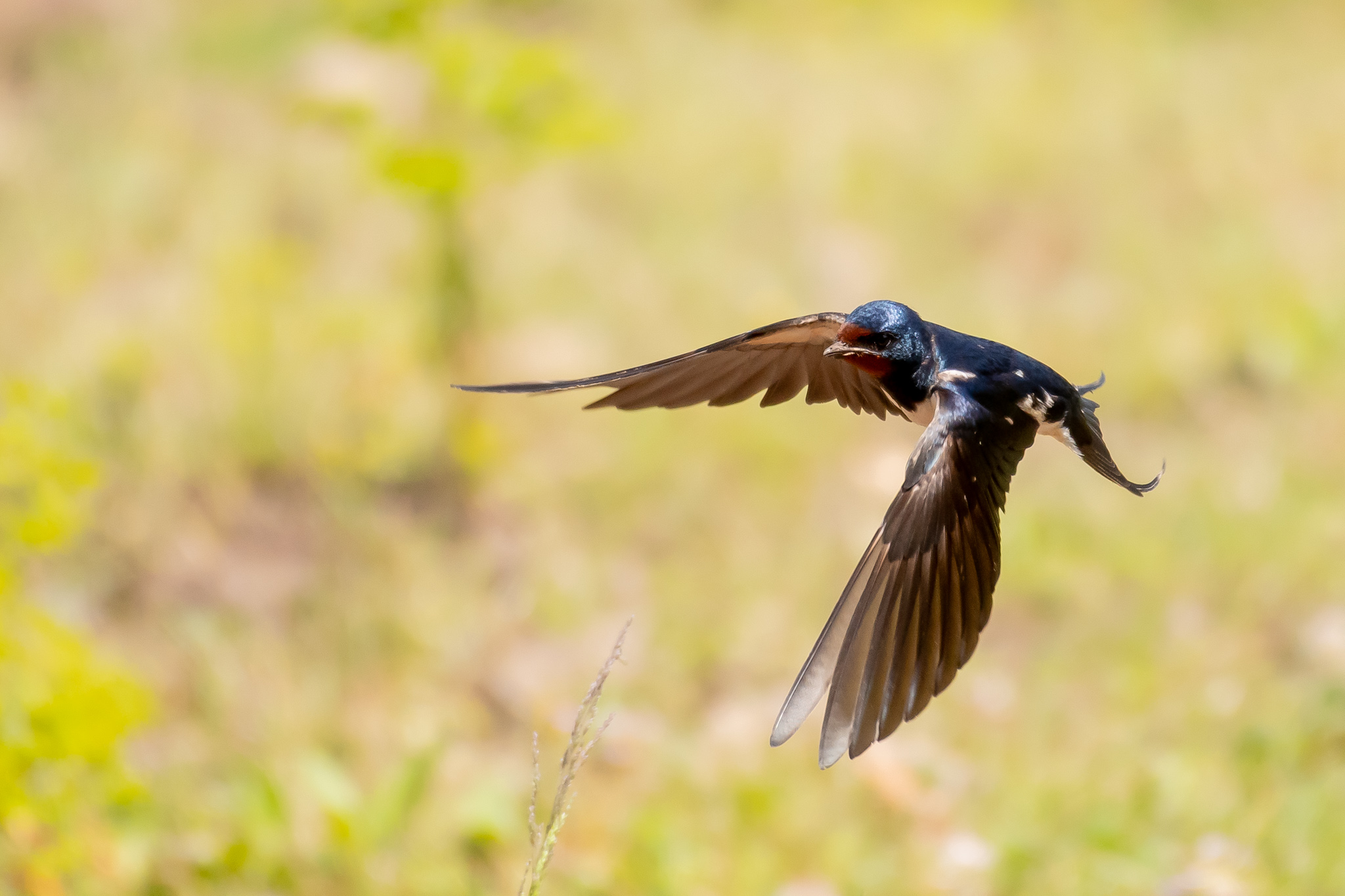 Common House-Martin