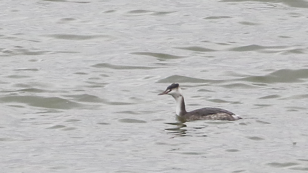 Great Crested Grebe