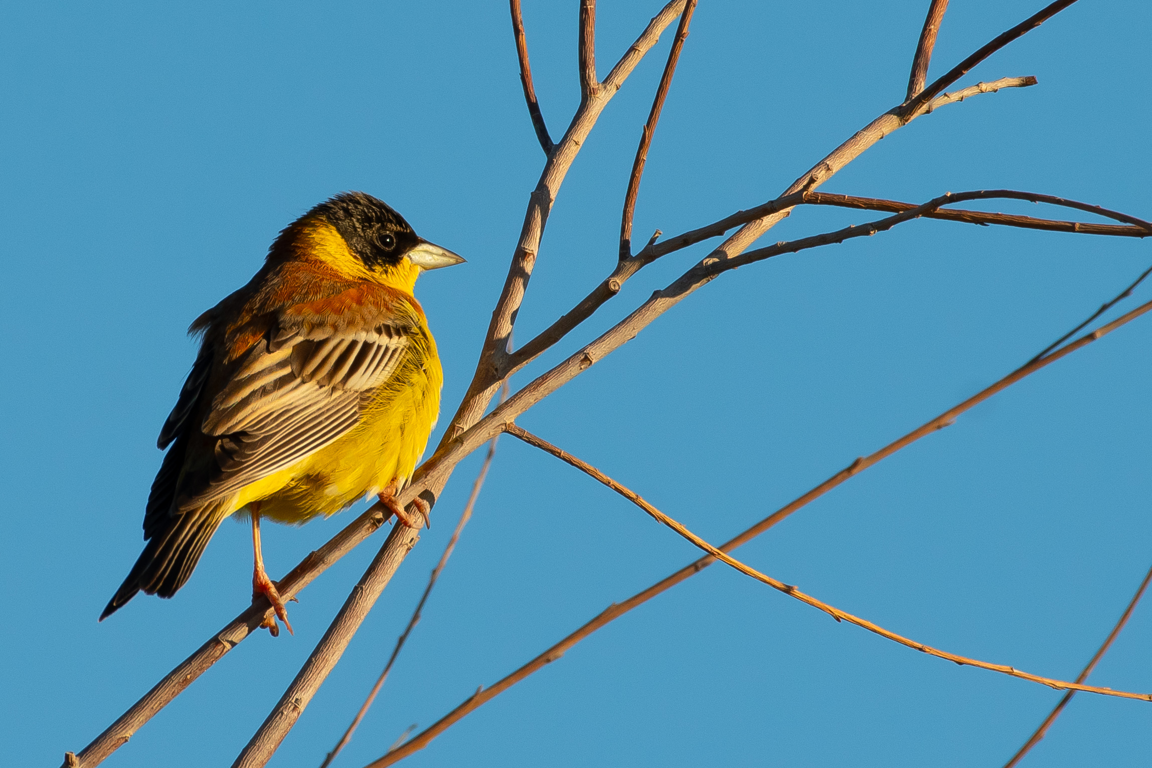 Black-headed Bunting