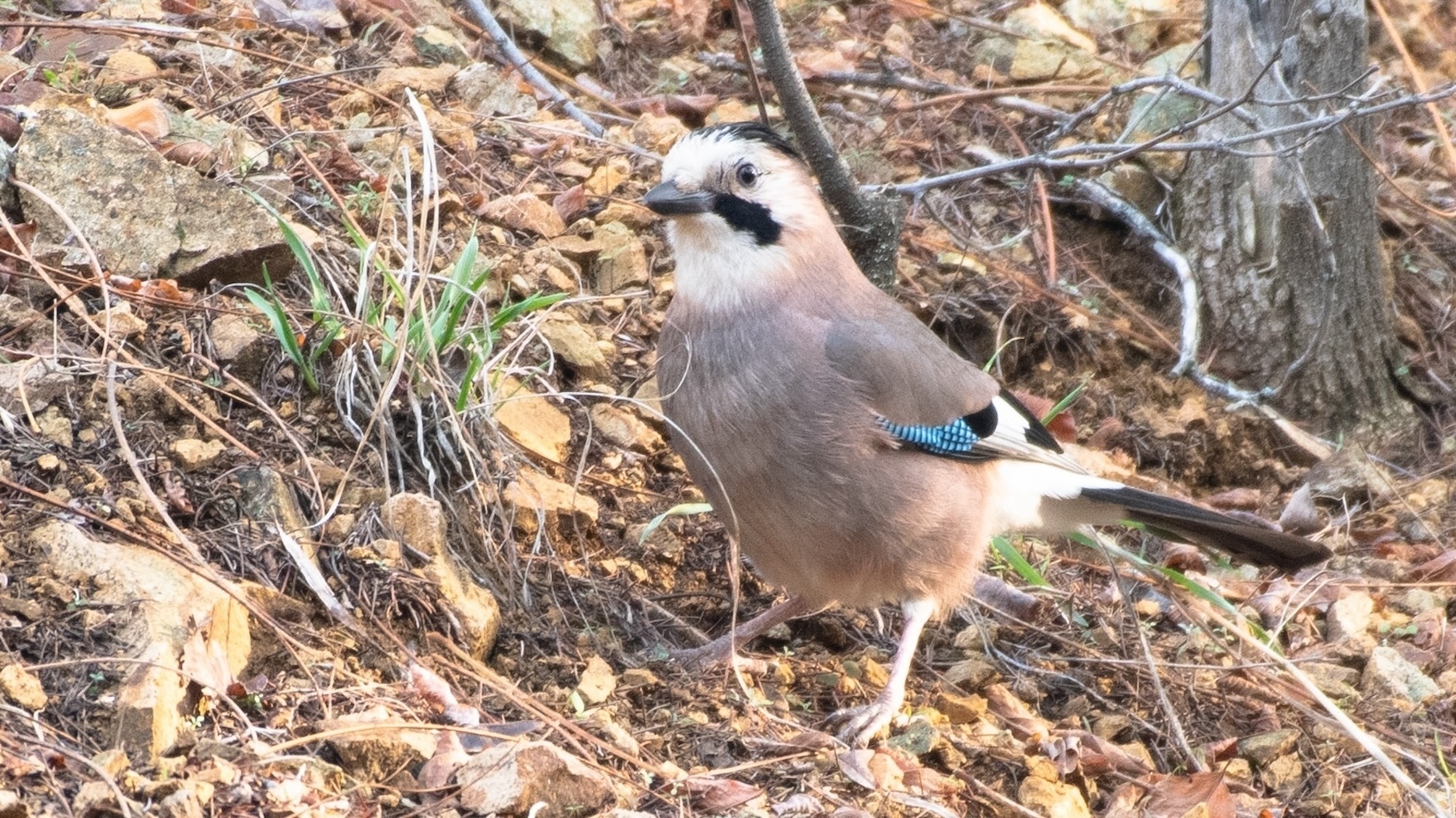 Eurasian Jay
