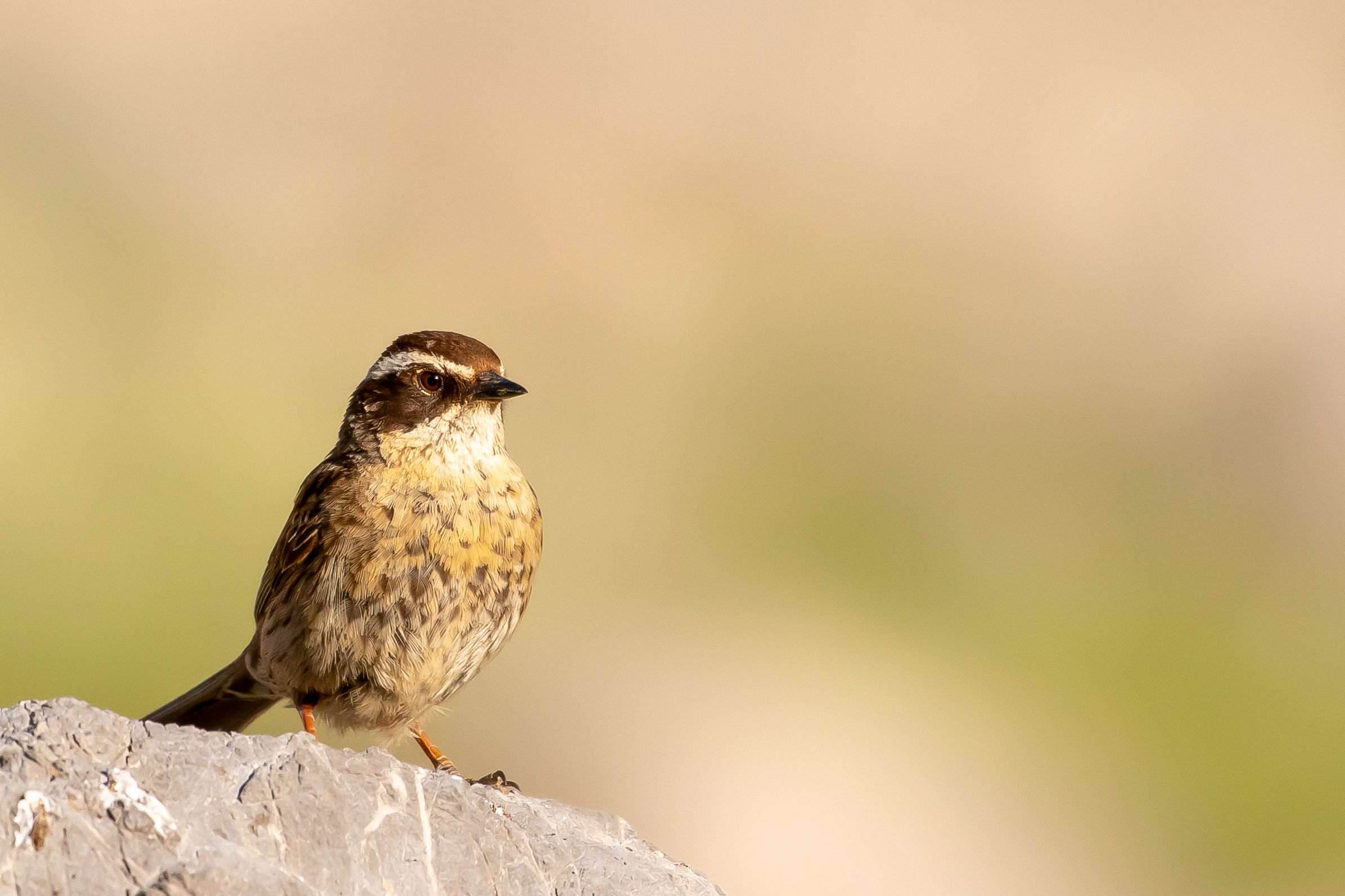 Radde's Accentor