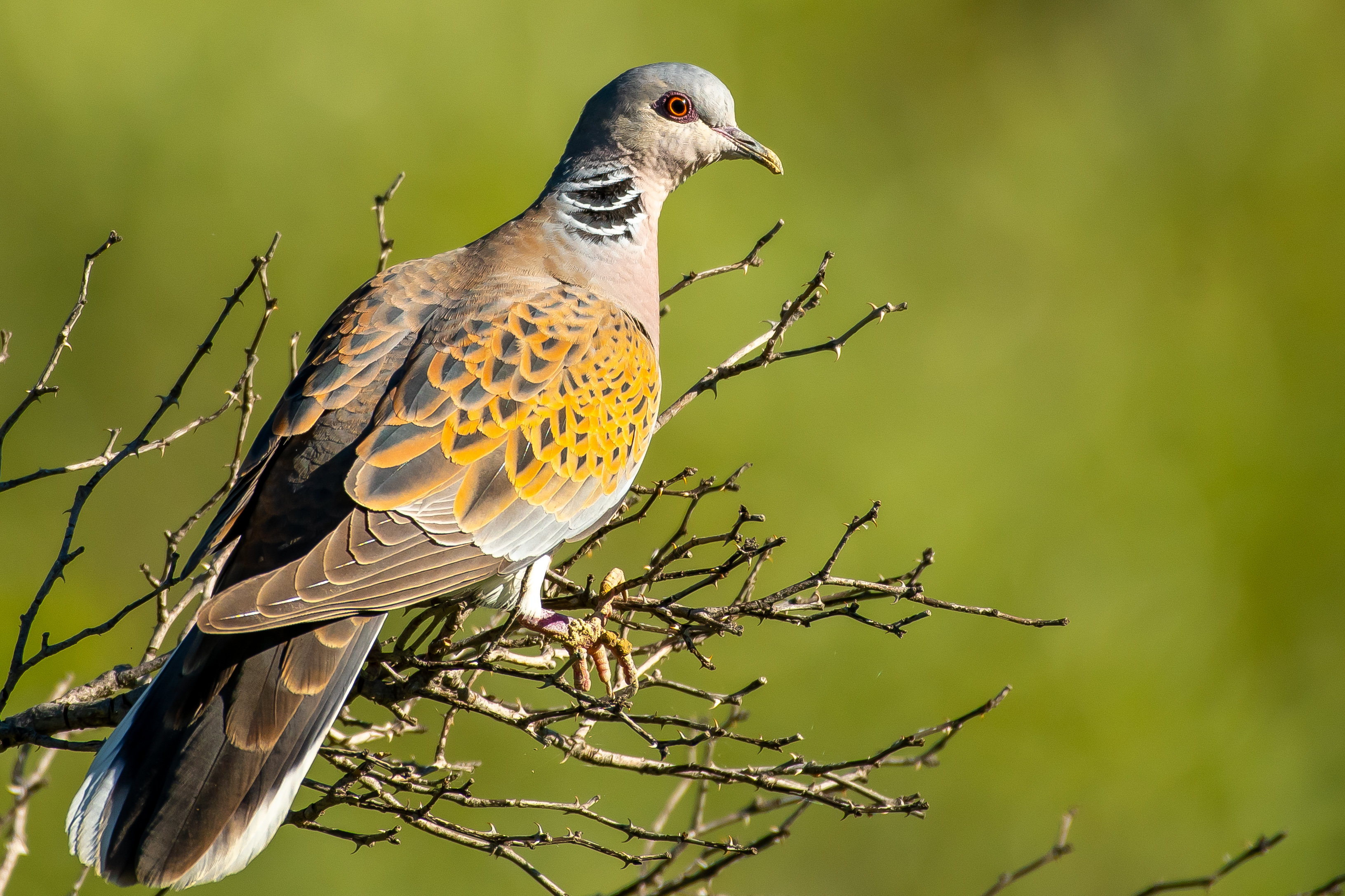 European Turtle-Dove