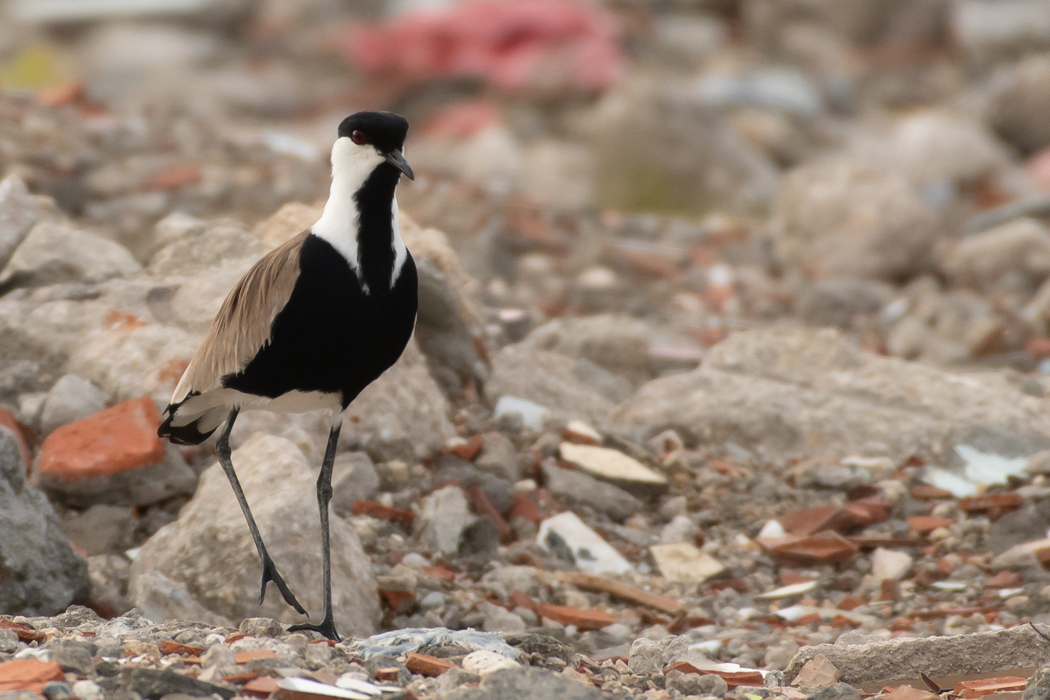 Spur-winged Lapwing