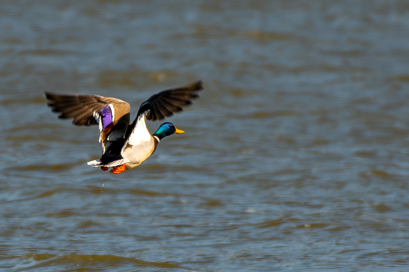 Mallard