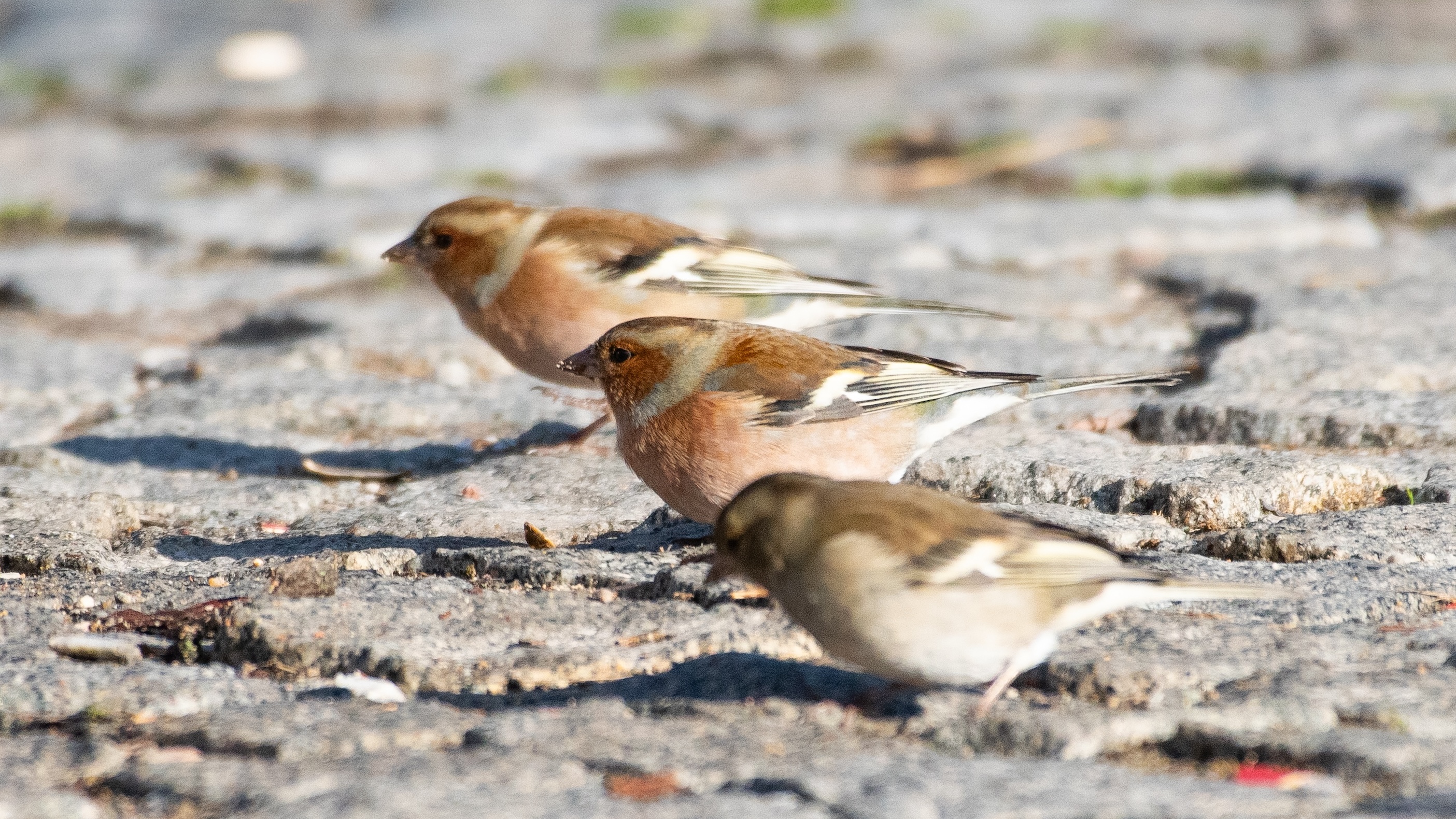 Common Chaffinch