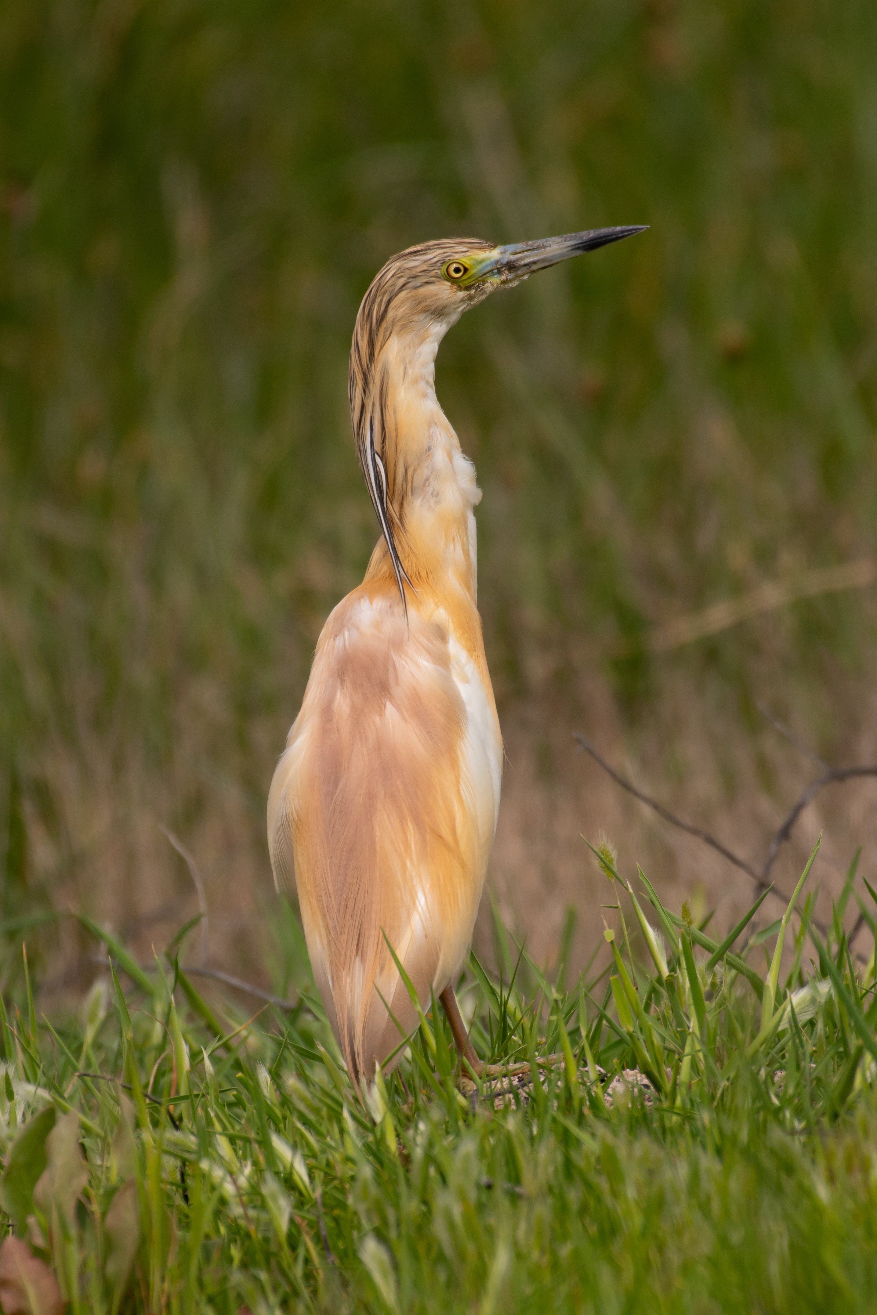 Squacco Heron