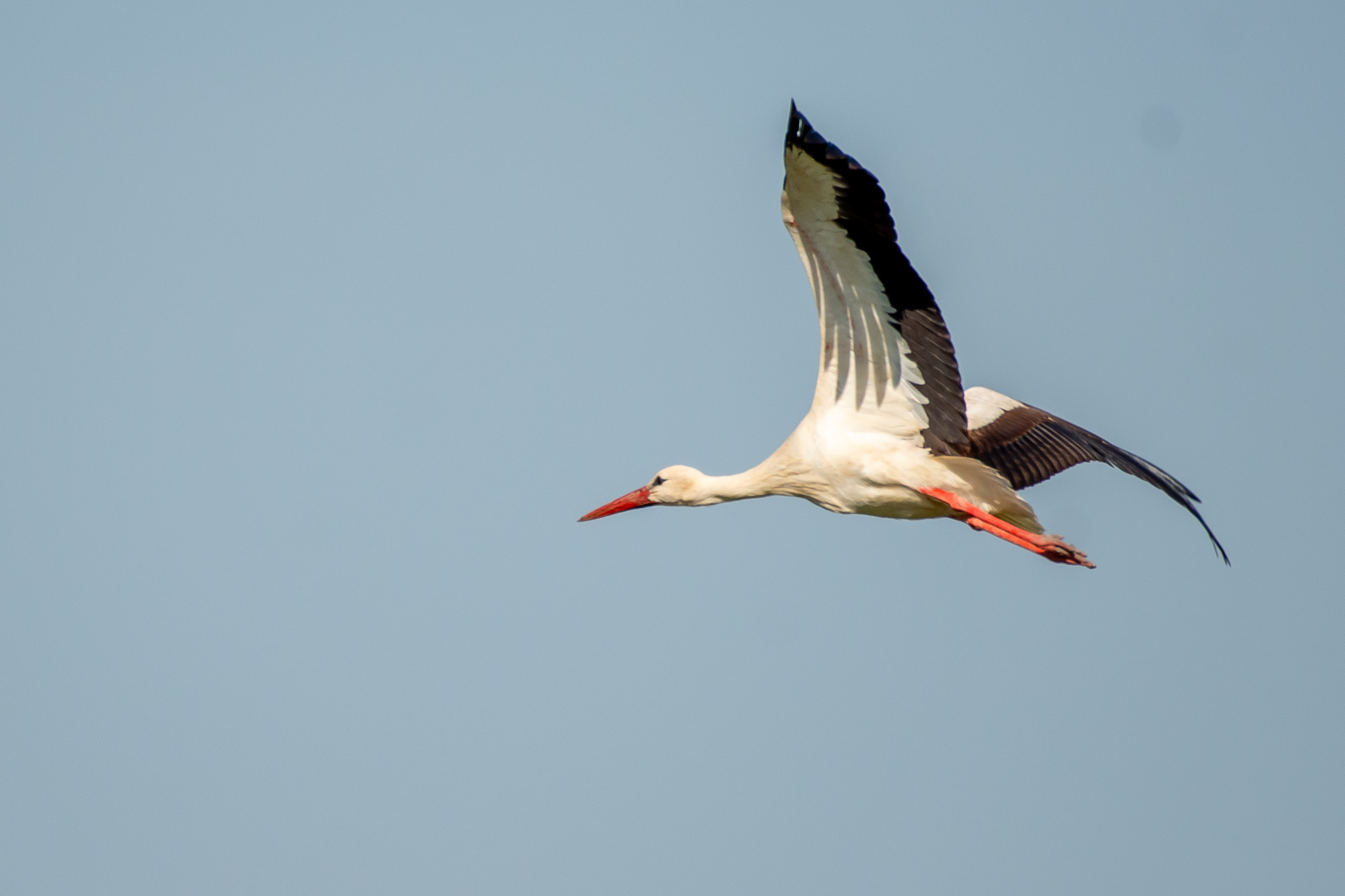 White Stork