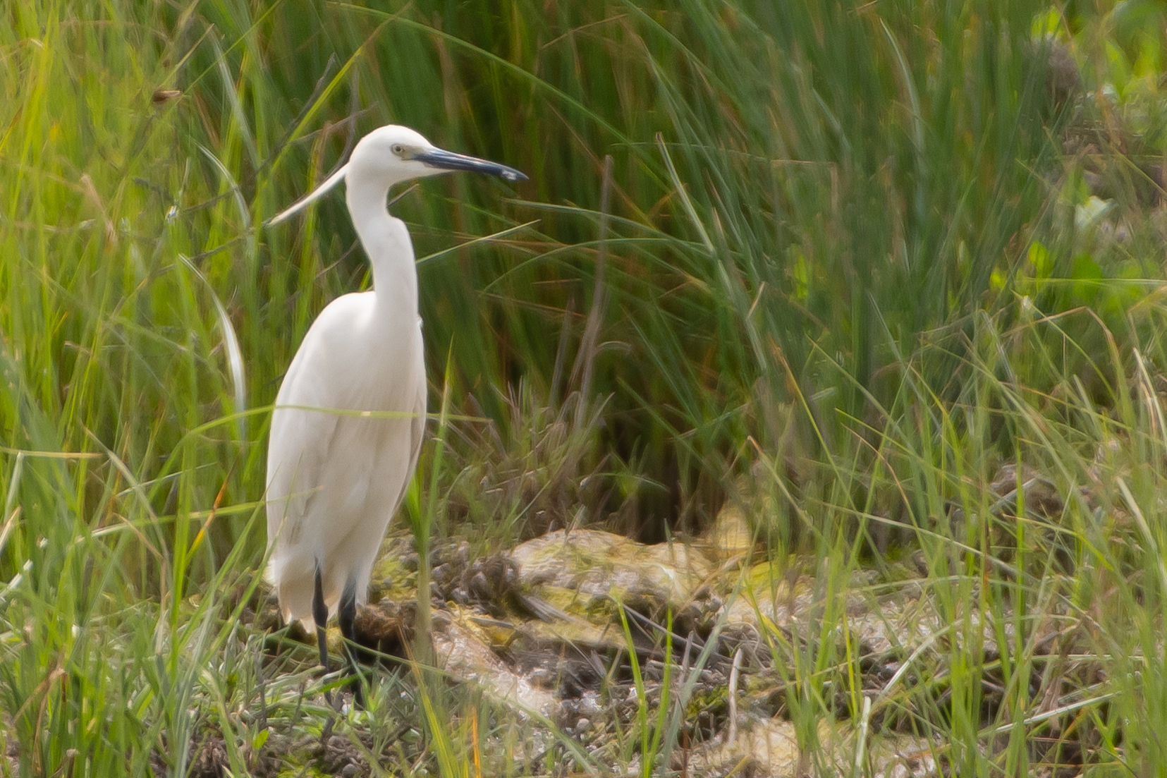 Great Egret