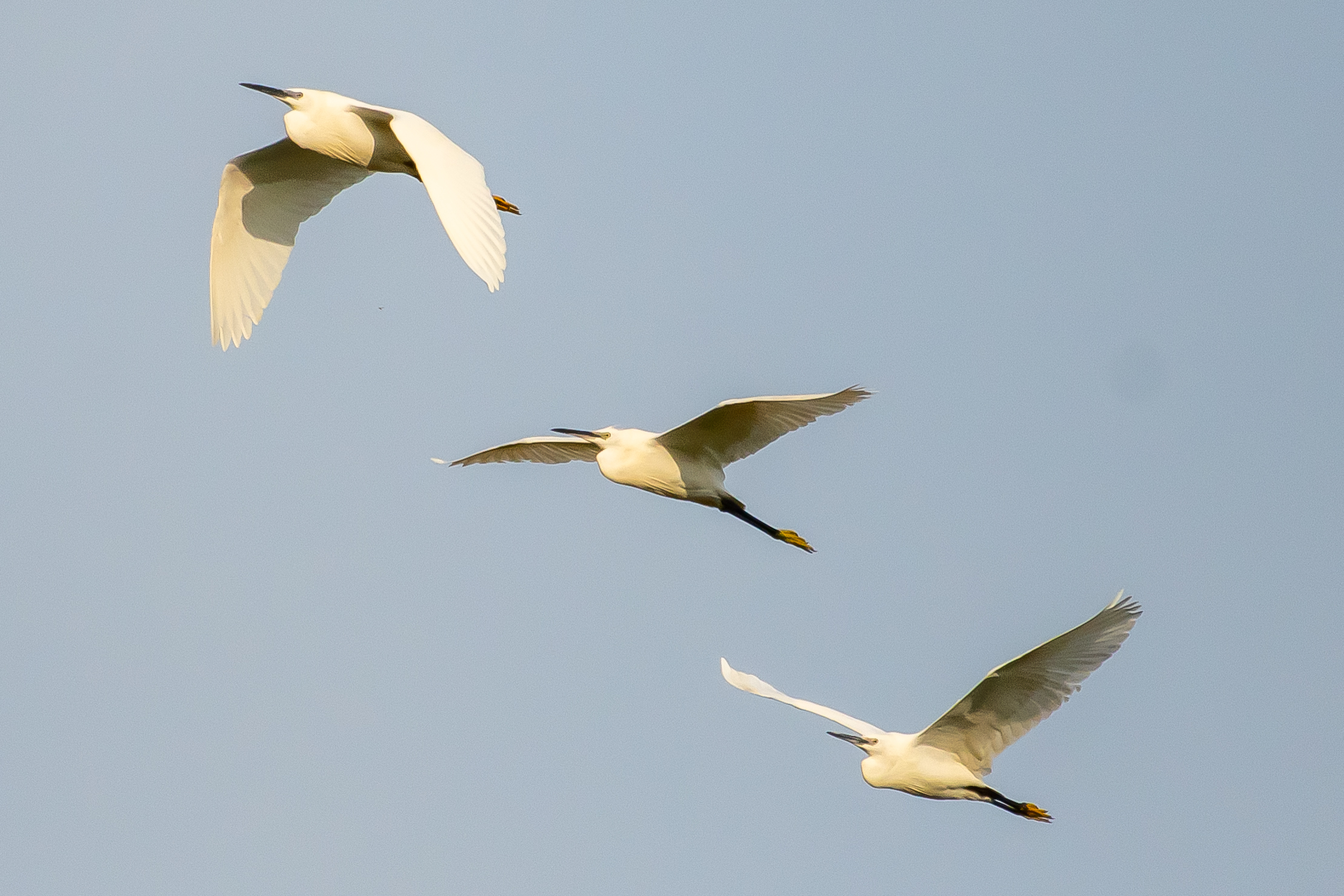 Little Egret
