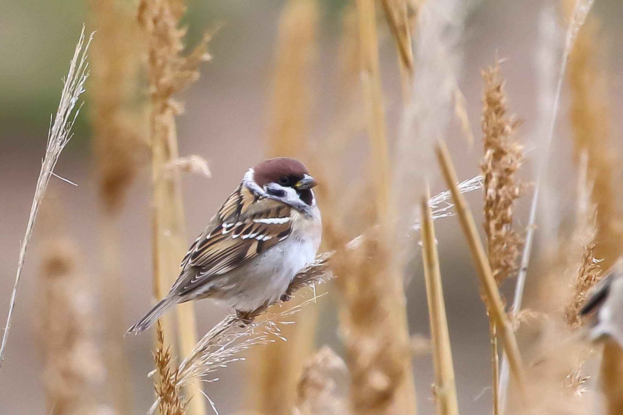 Eurasian Tree Sparrow