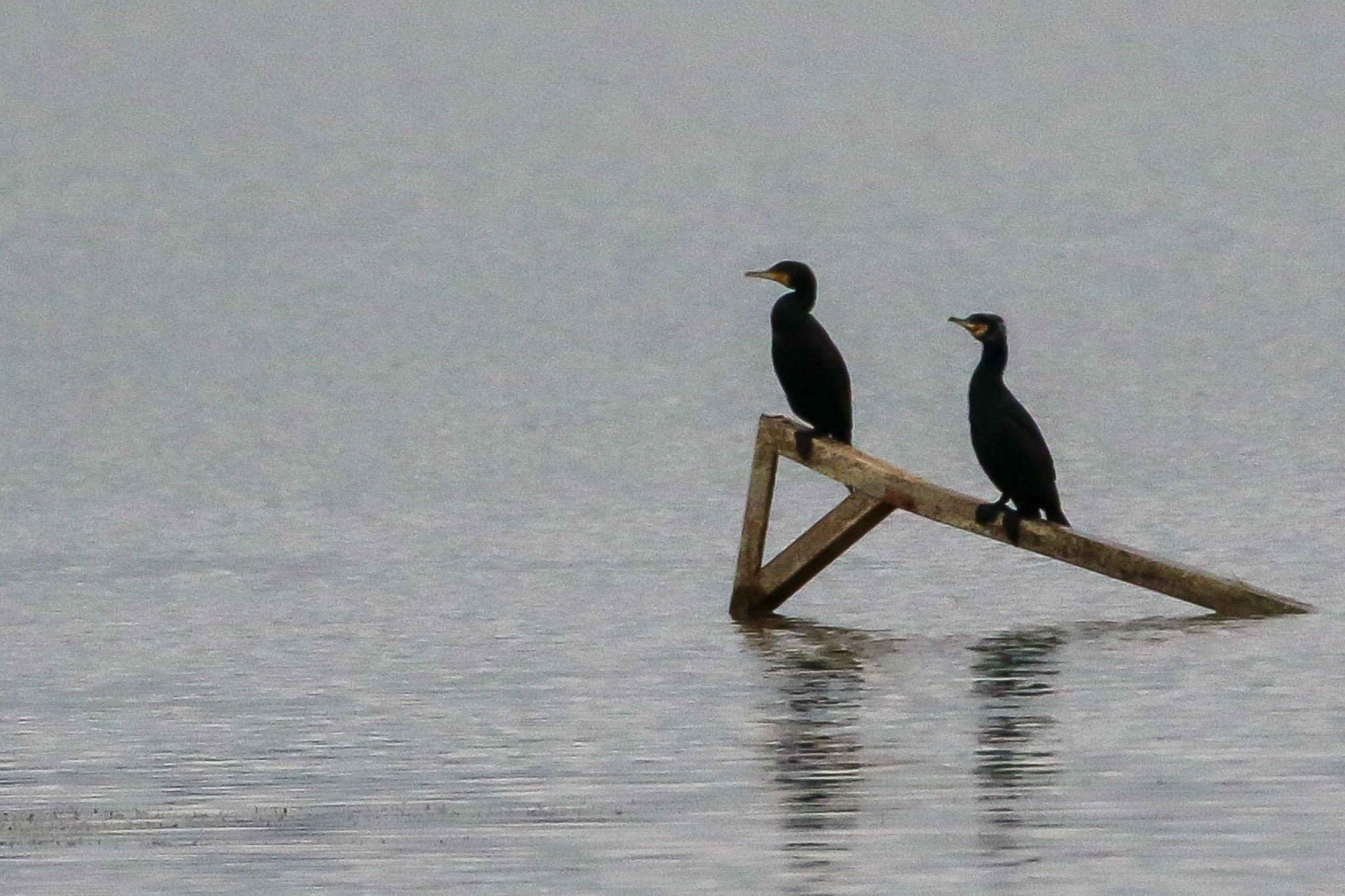 Great Cormorant