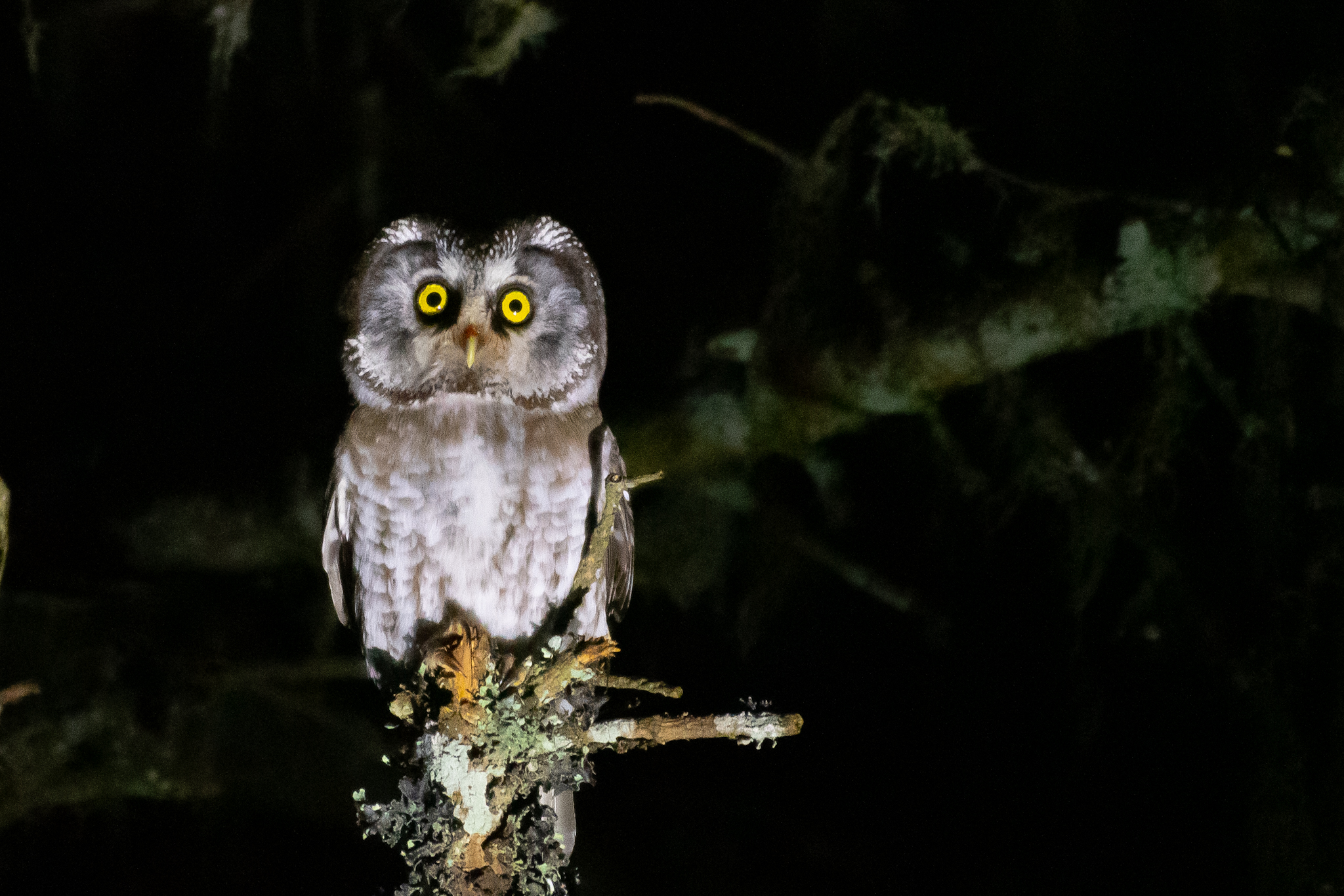 Boreal Owl