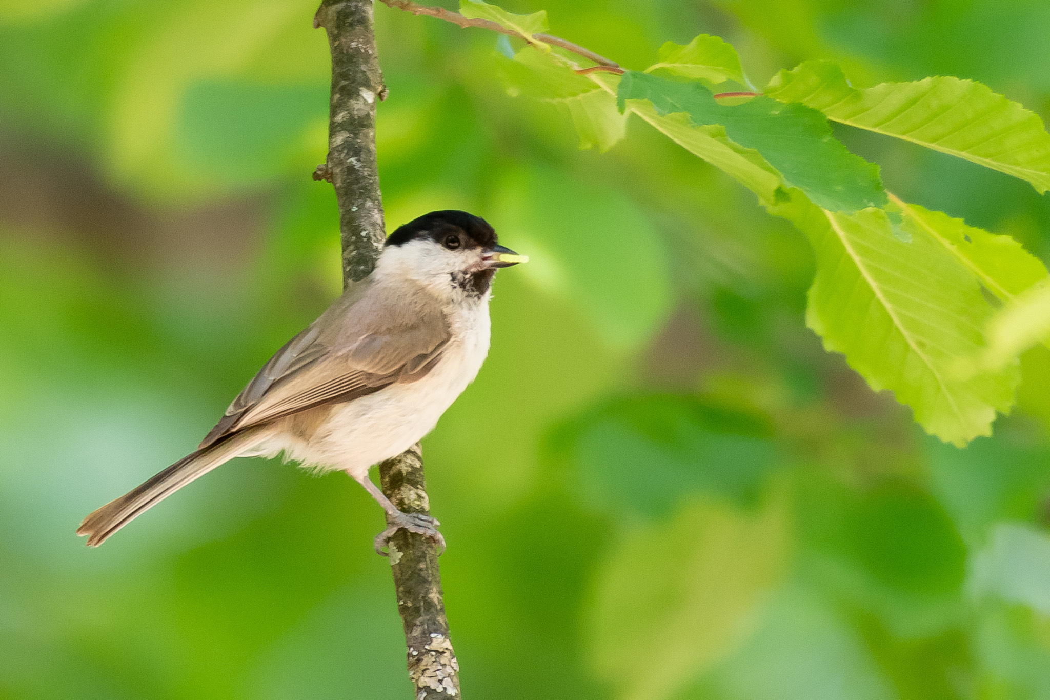 Marsh Tit