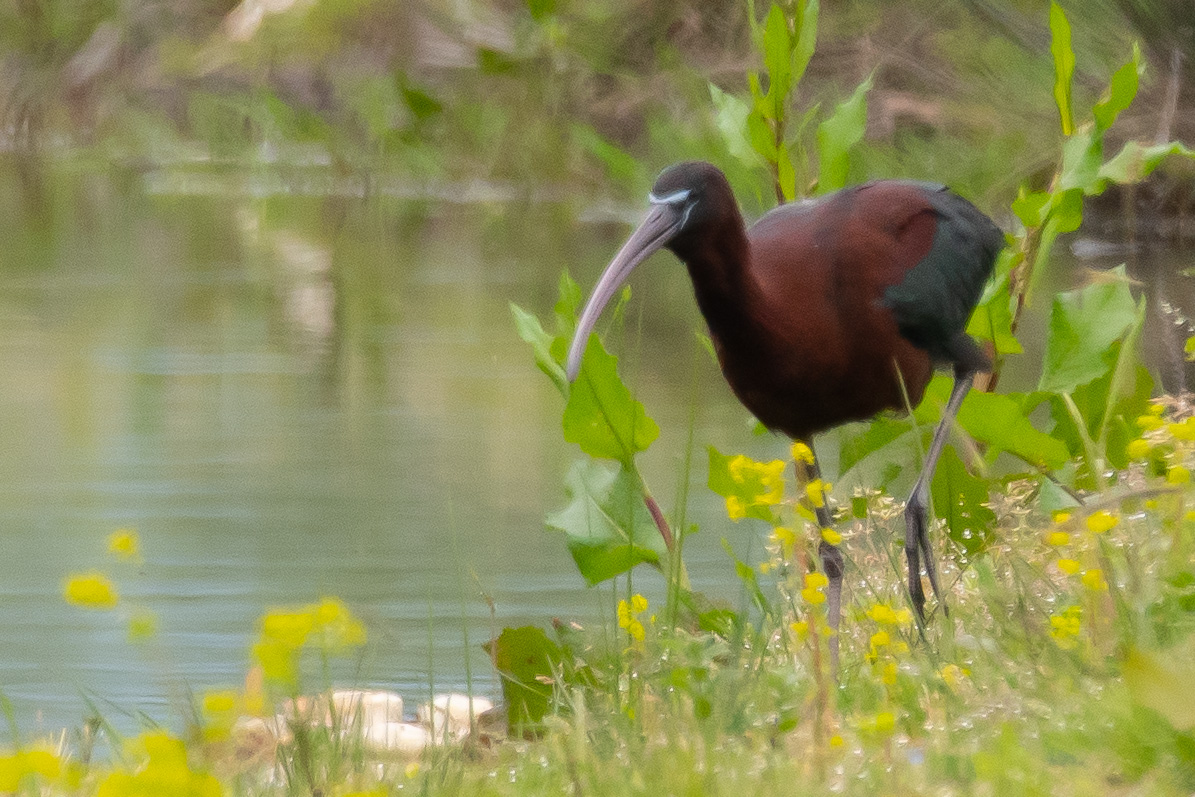 Glossy Ibis