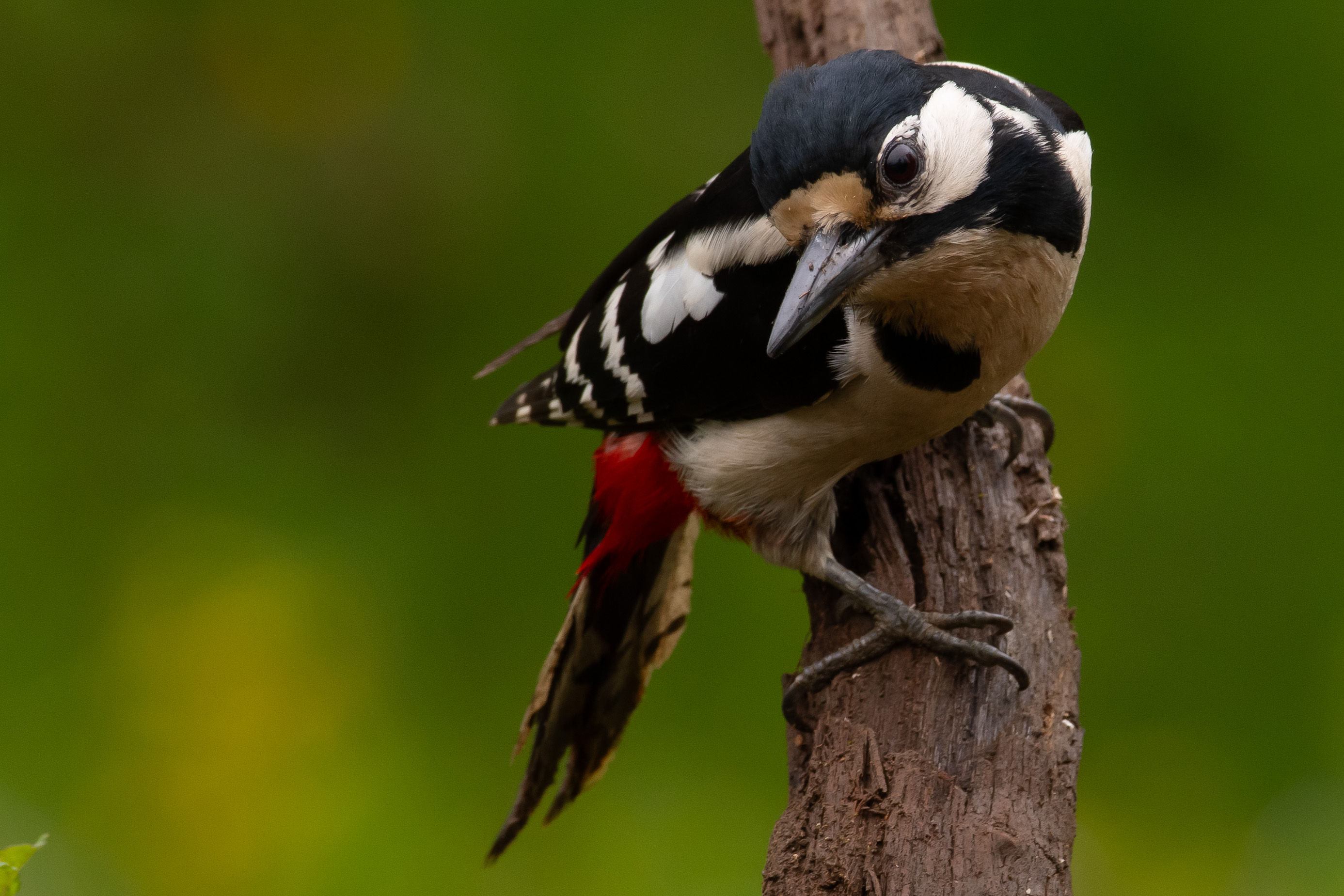 Great Spotted Woodpecker