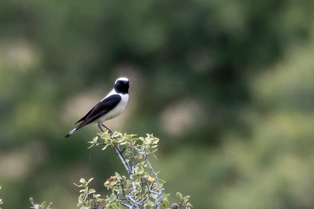 Black-eared Wheatear