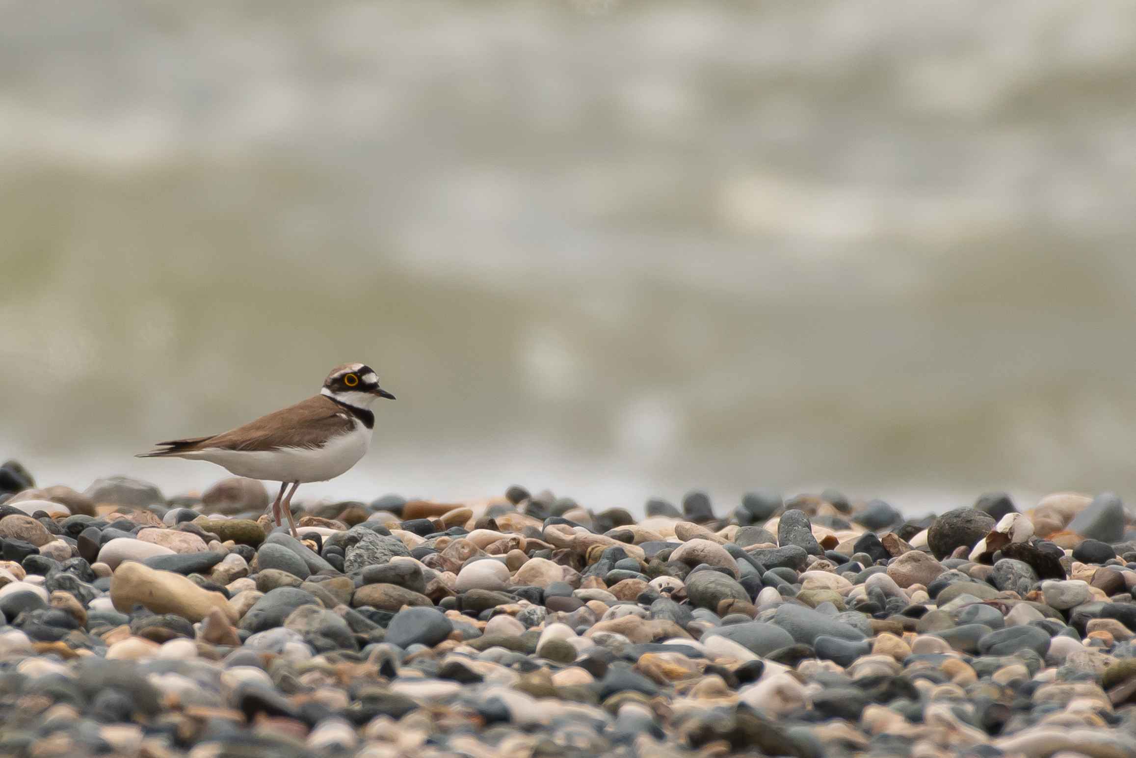 Little Ringed Plover