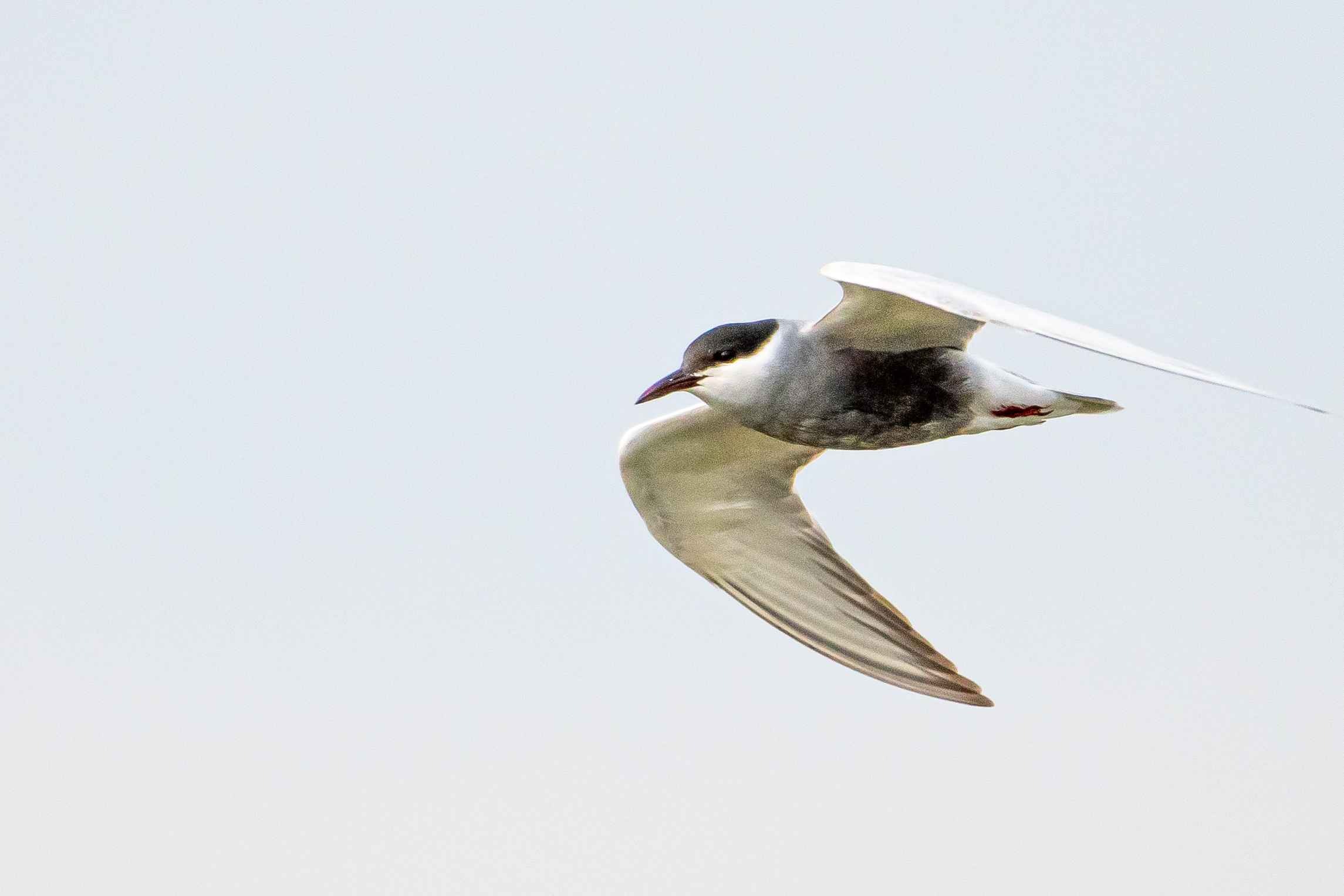 Whiskered Tern