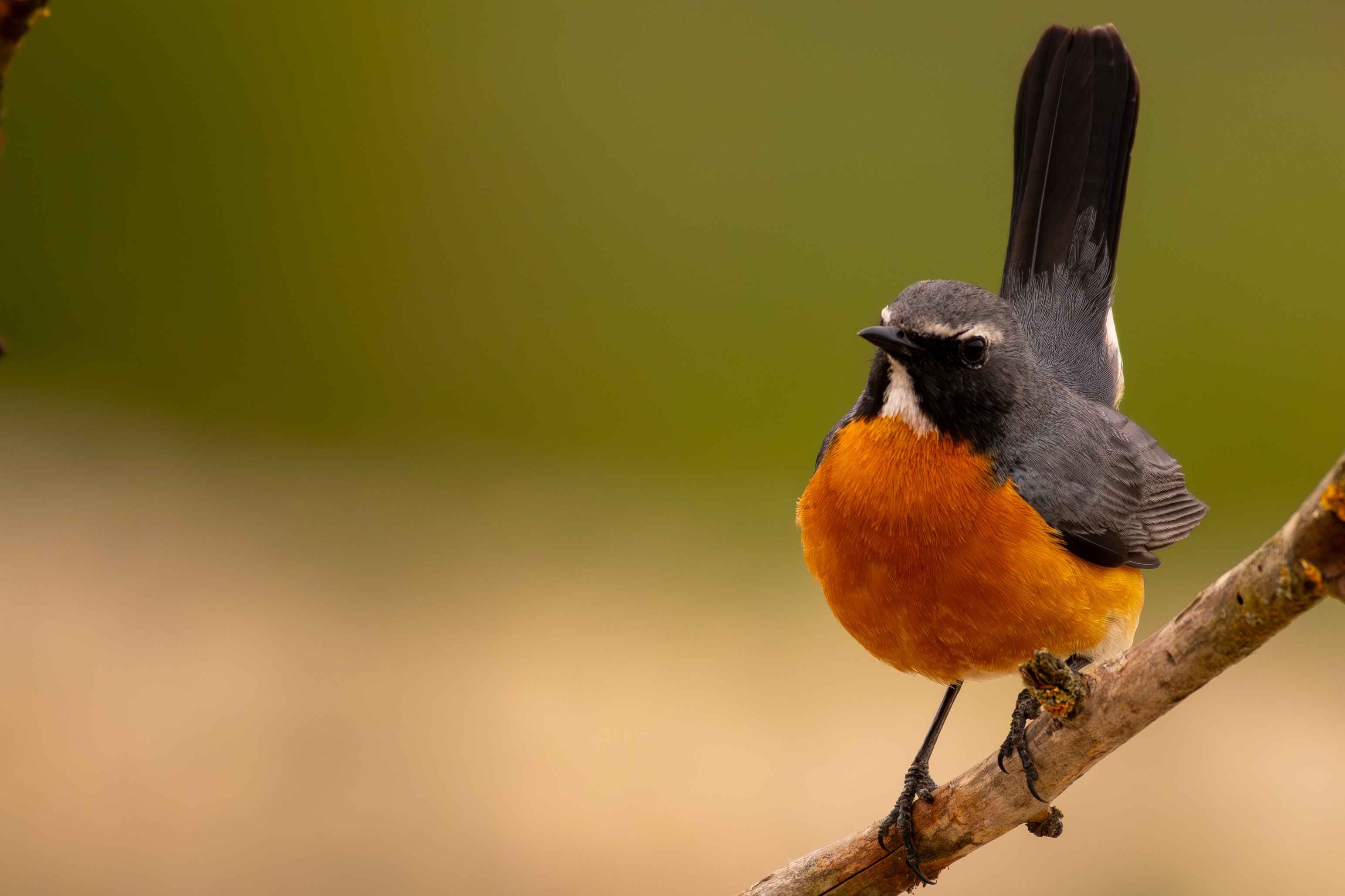 White-throated Robin