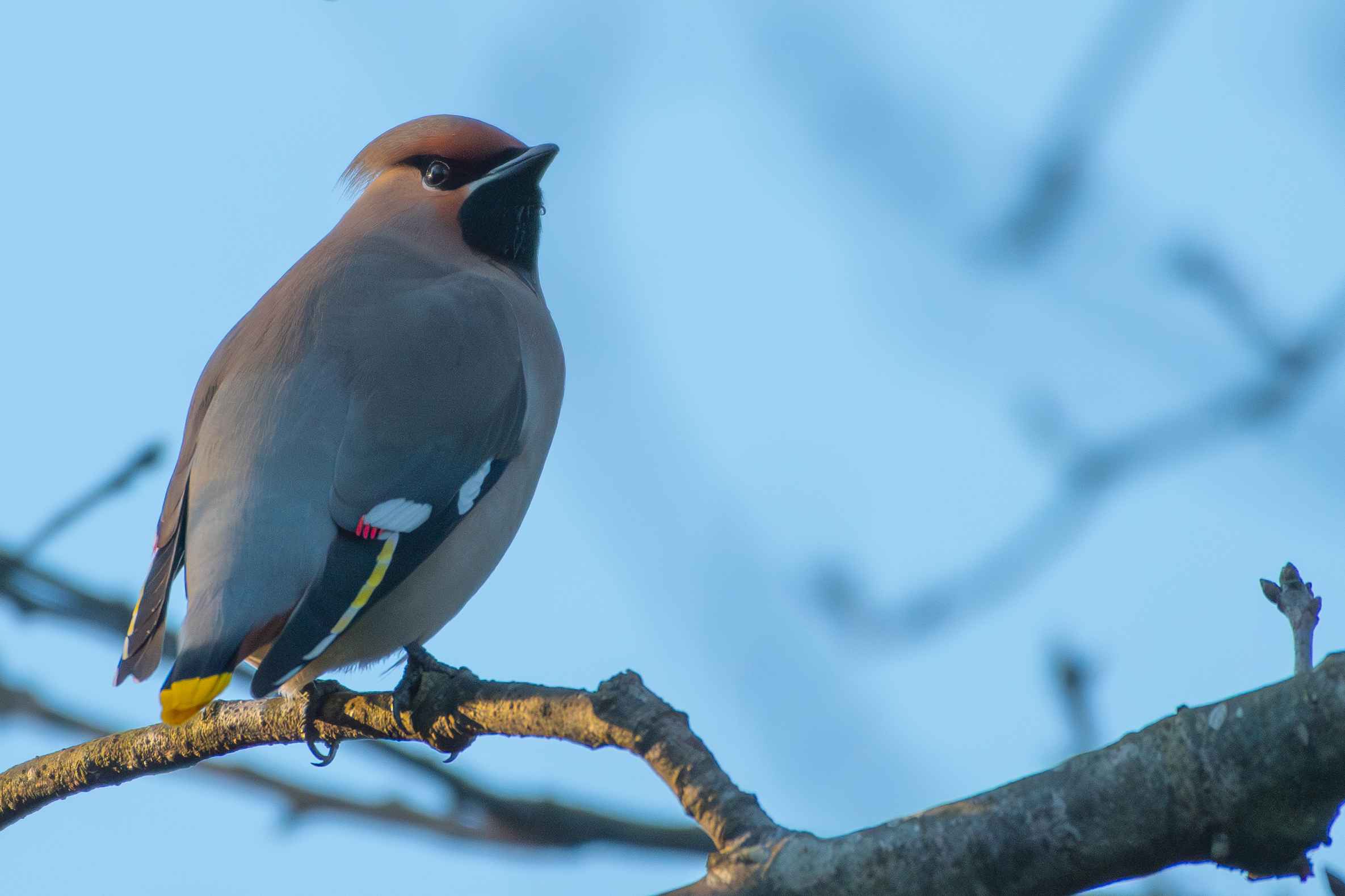 Bohemian Waxwing