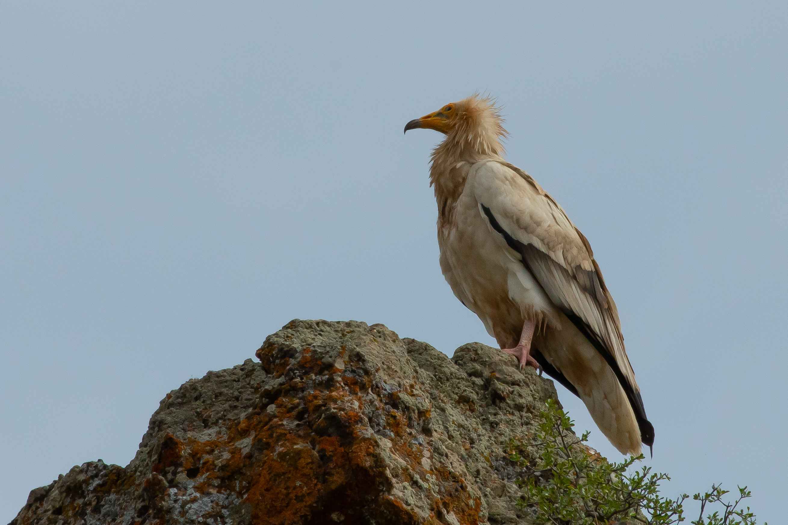 Egyptian Vulture