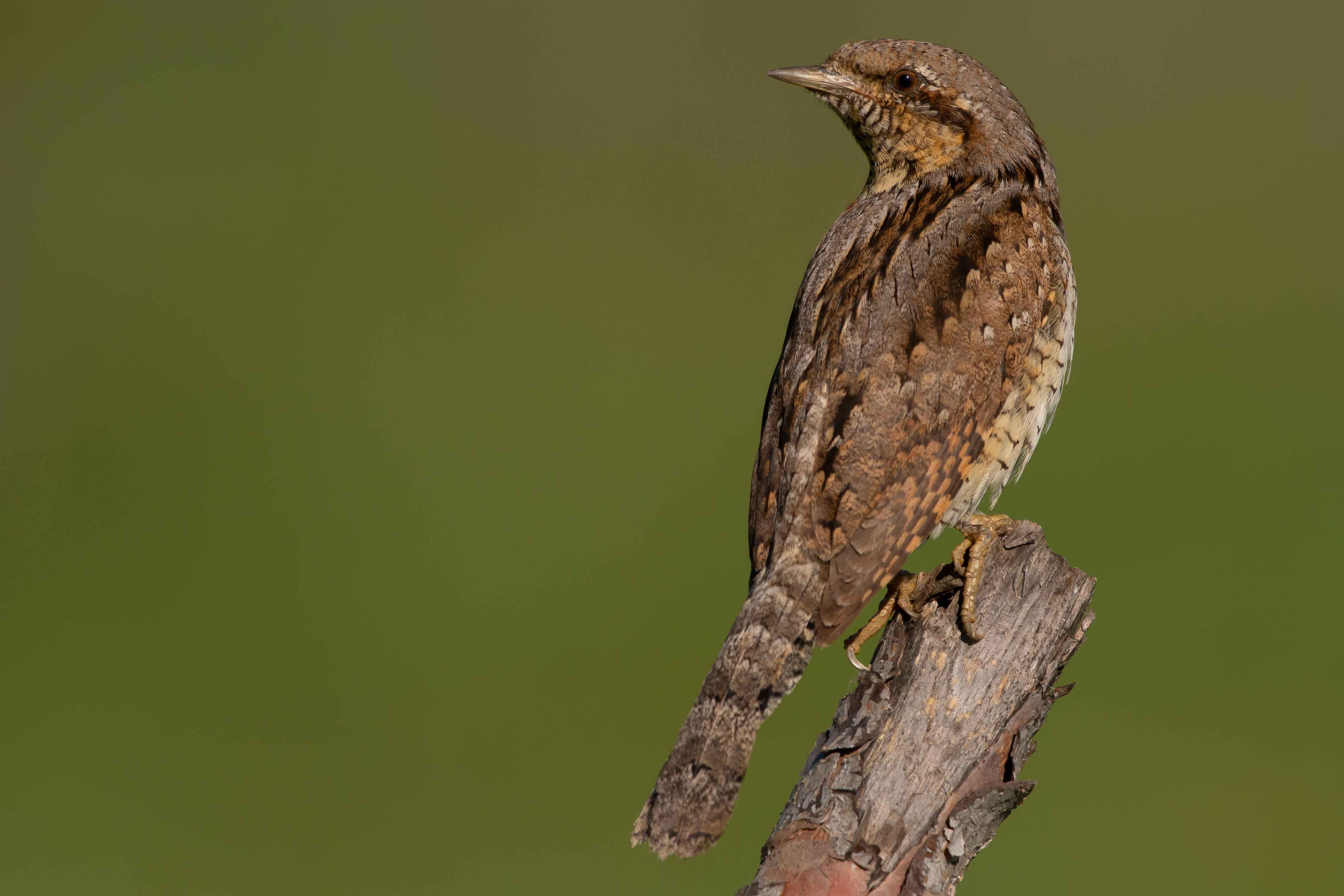 Eurasian Wryneck
