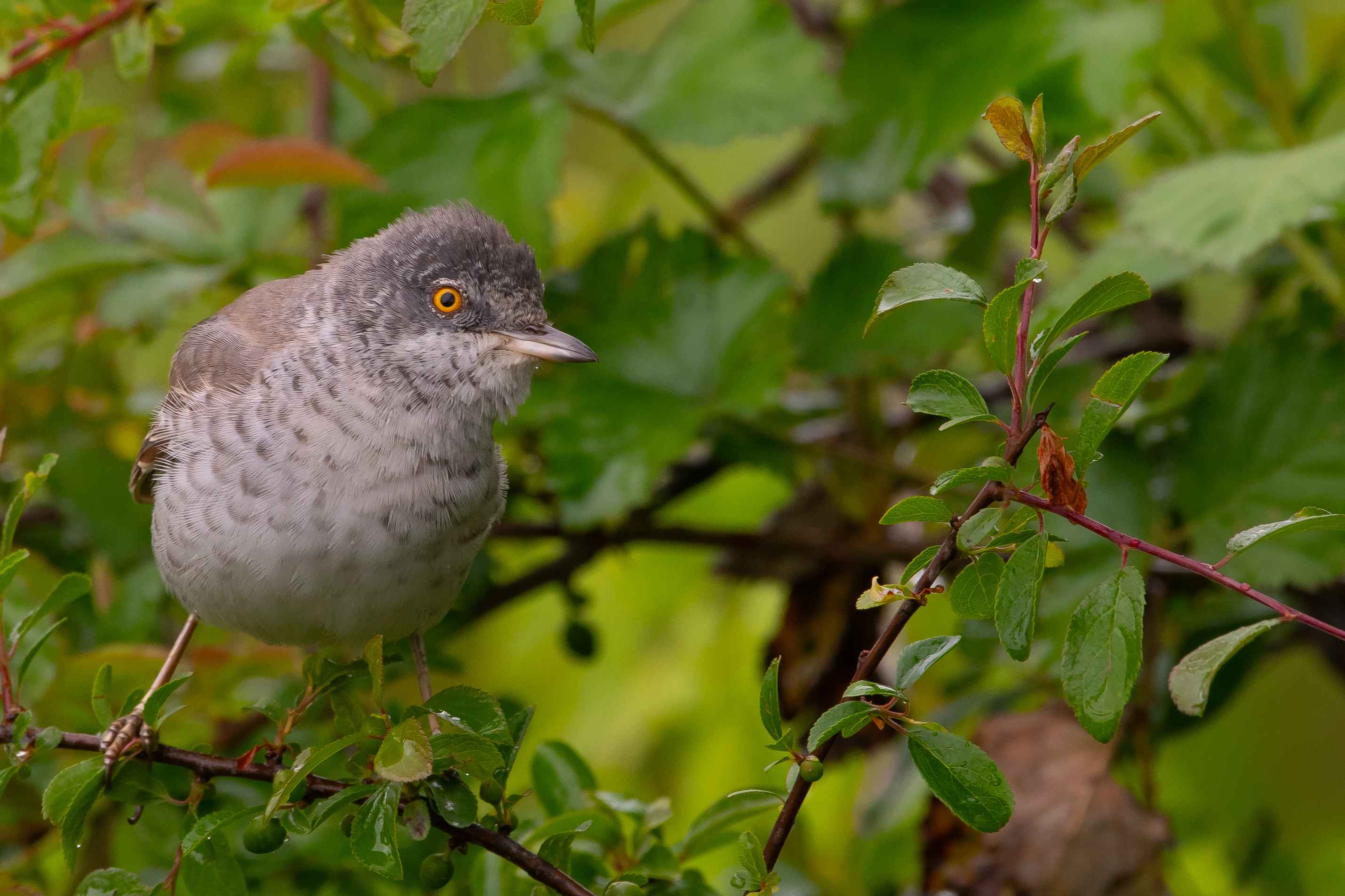 Barred Warbler