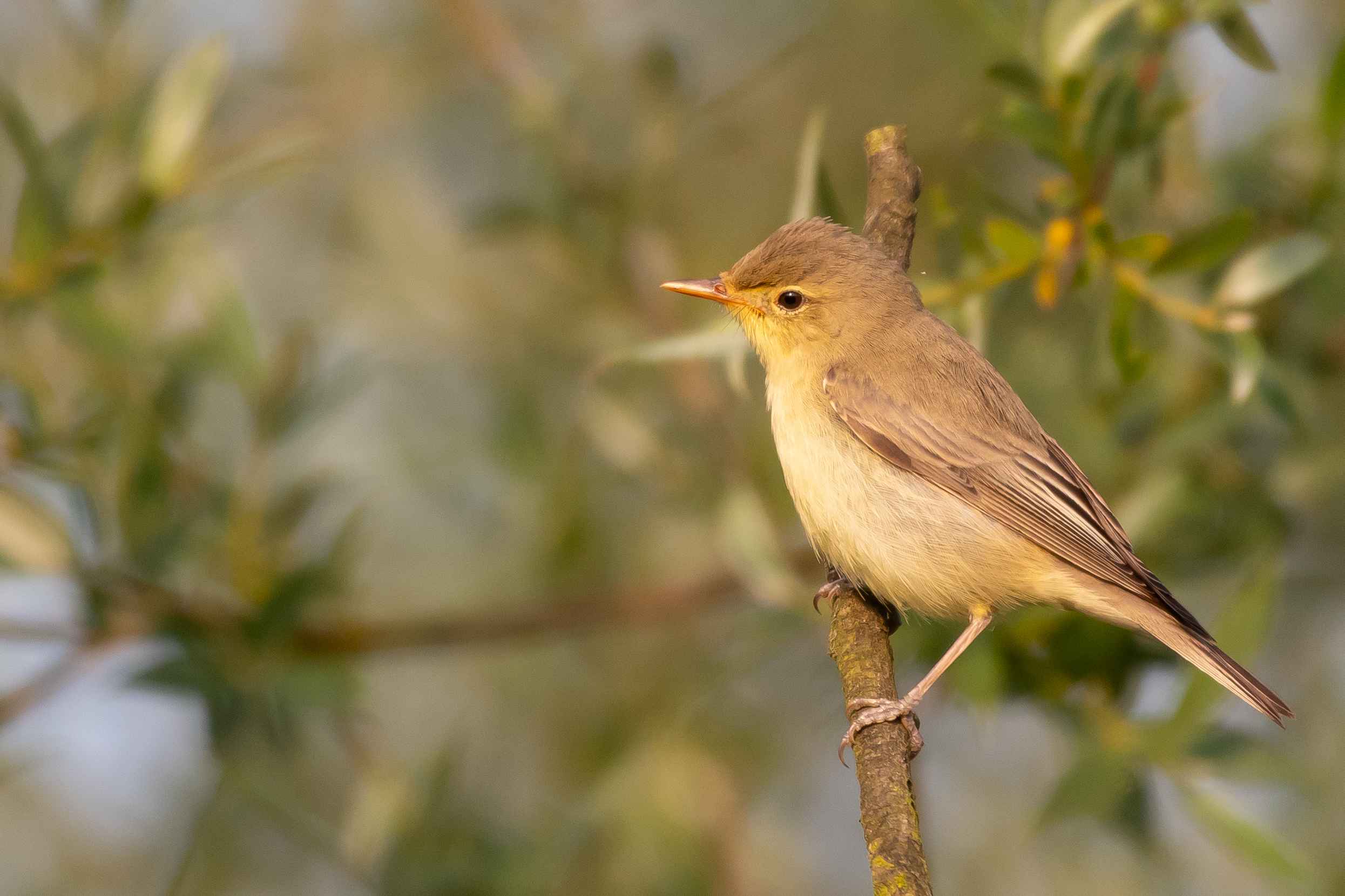 Icterine Warbler
