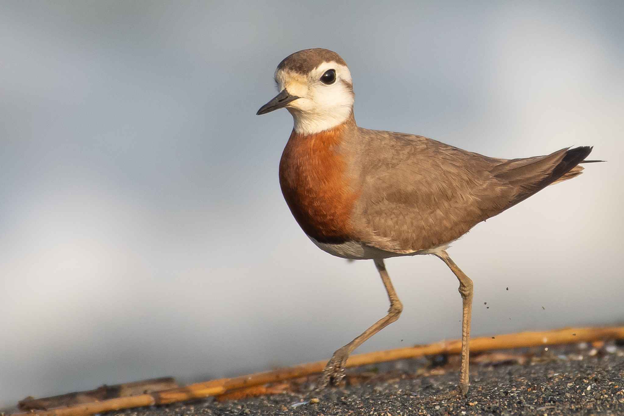 Caspian Plover