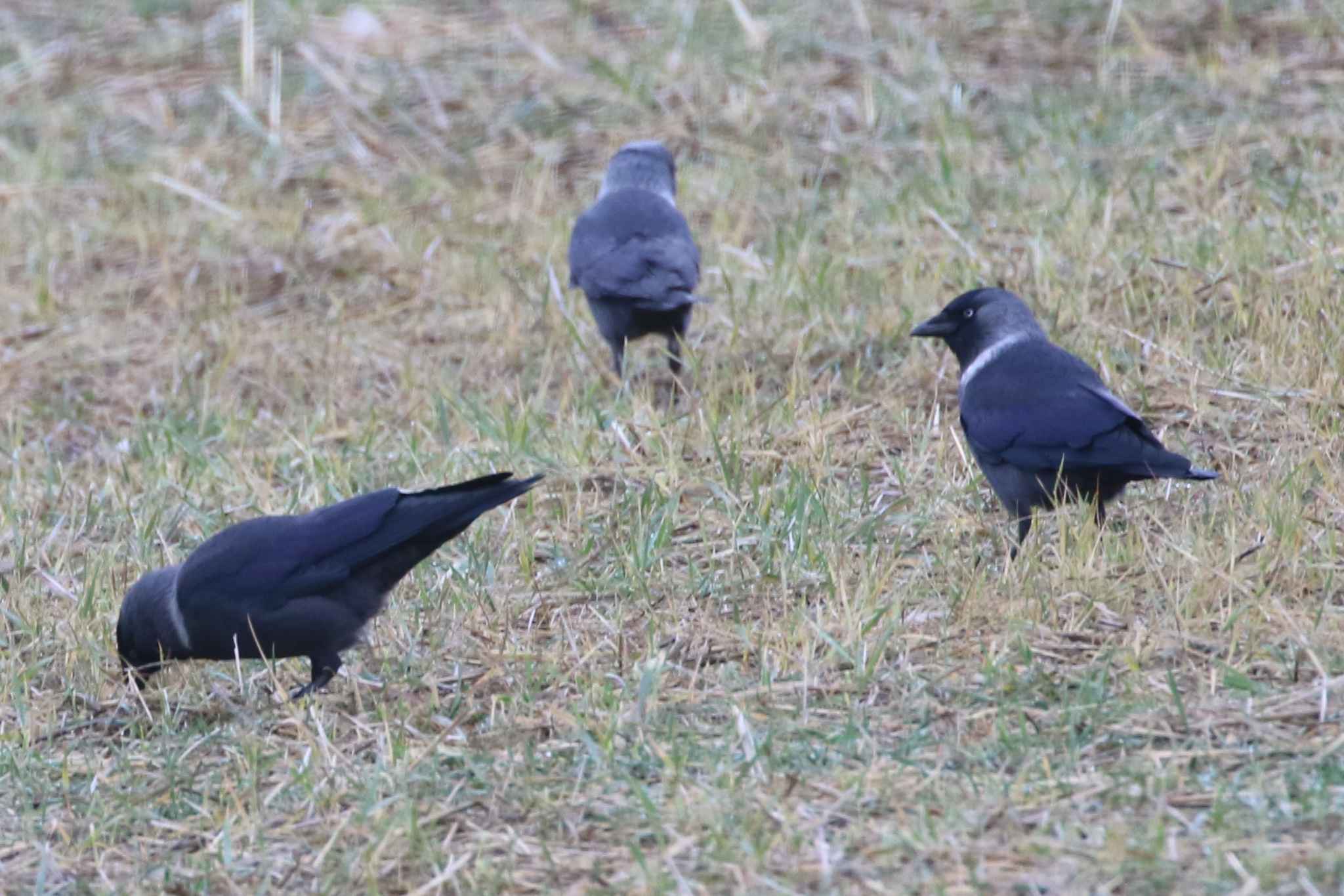 Eurasian Jackdaw