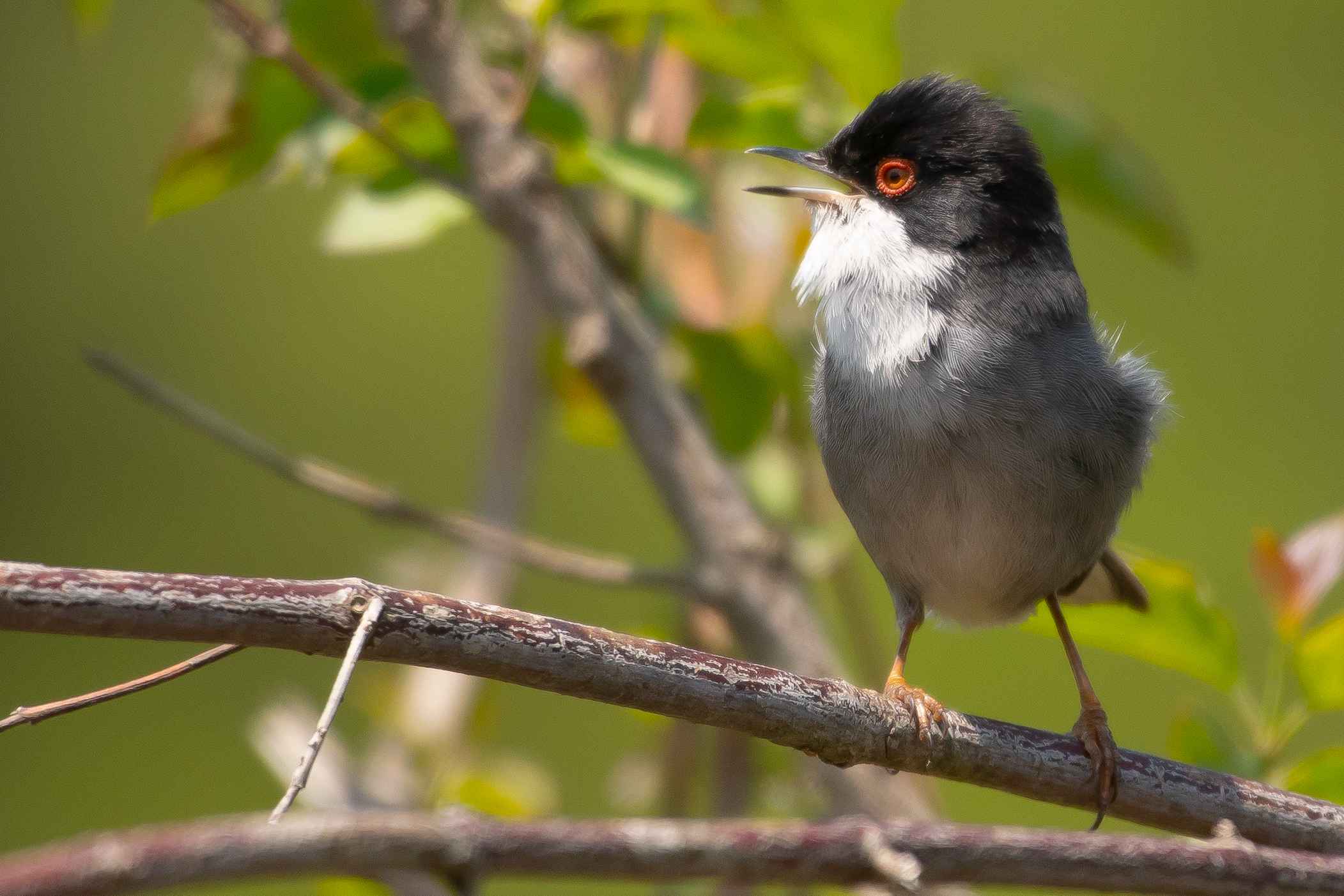 Sardinian Warbler