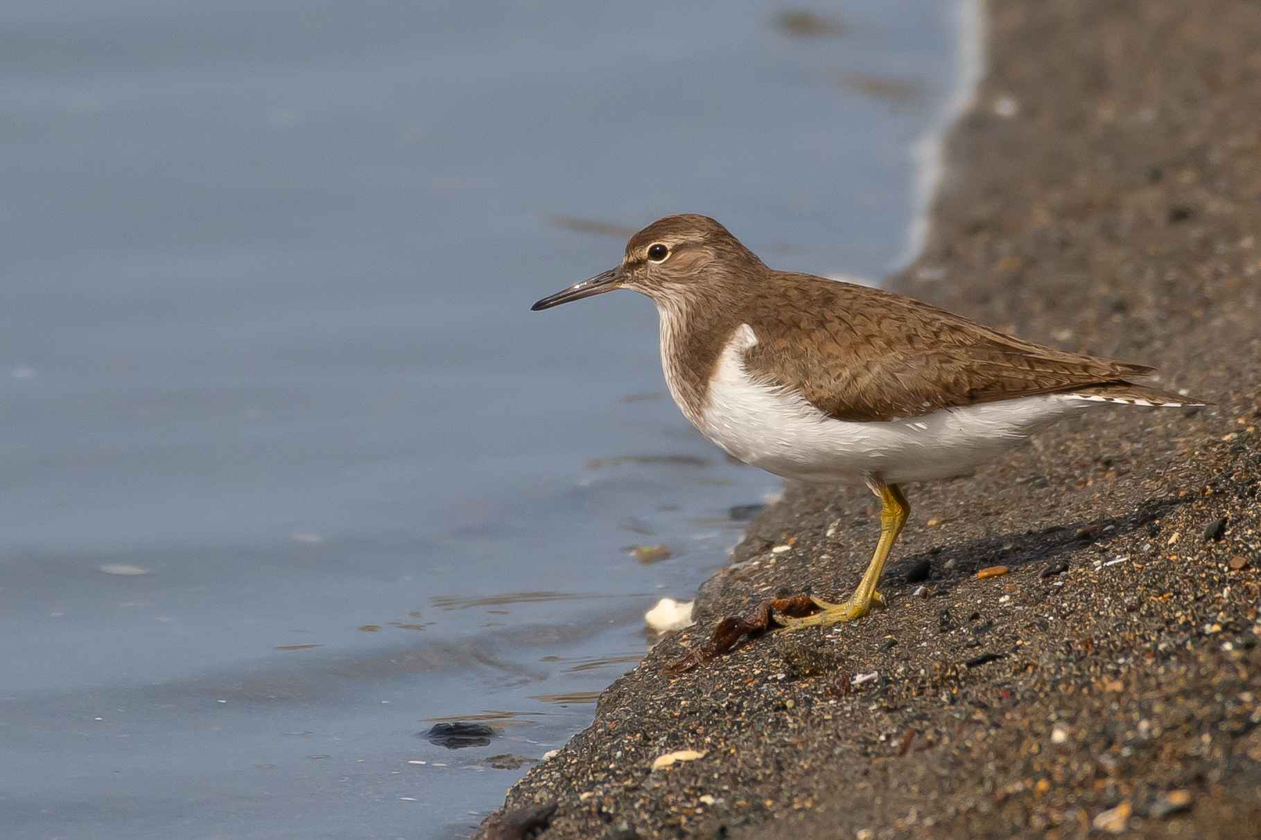 Common Sandpiper
