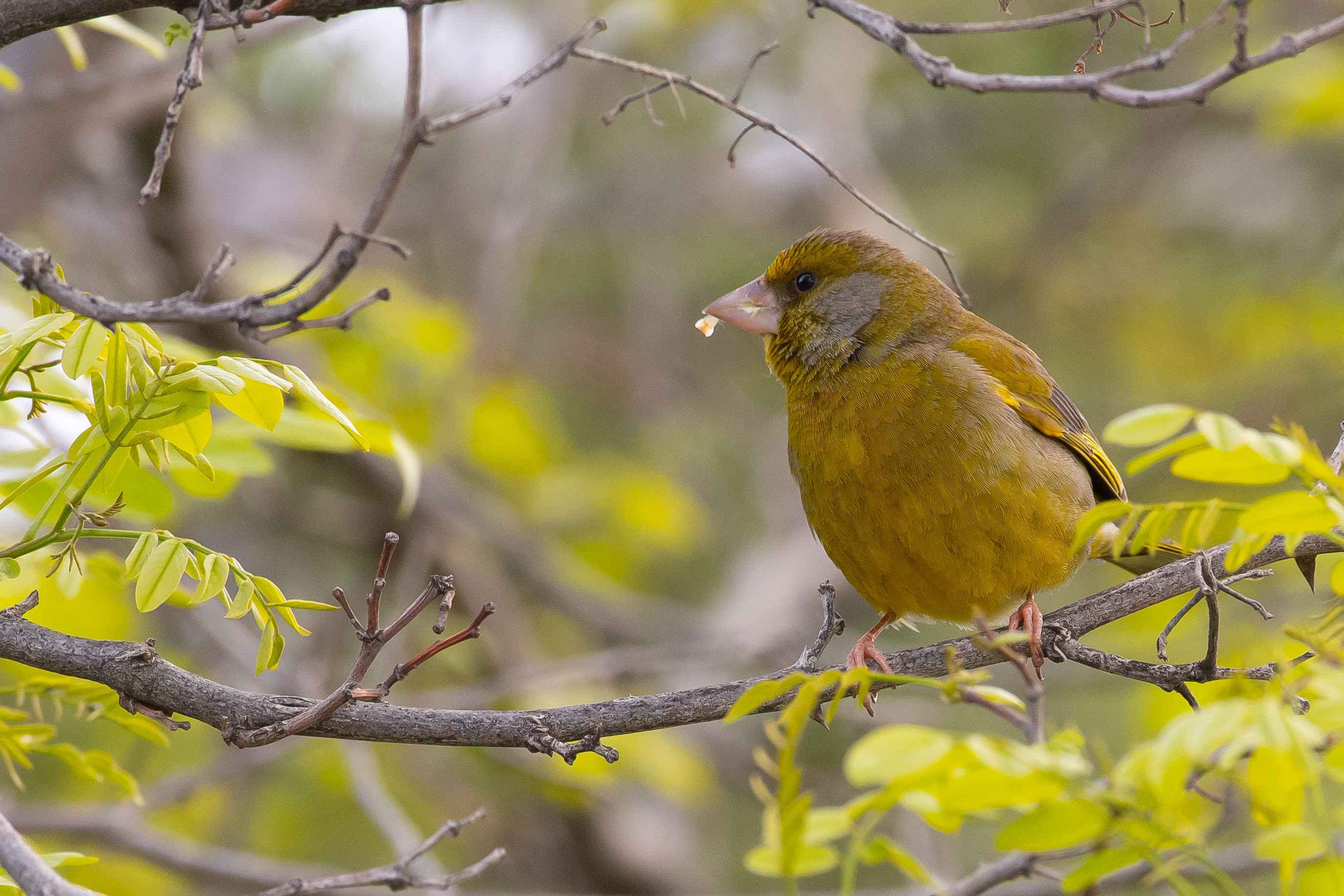 European Greenfinch