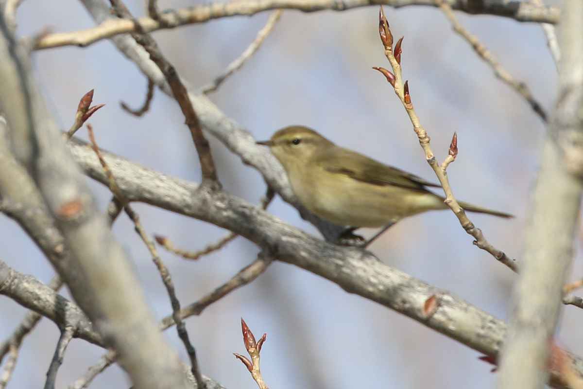 Common Chiffchaff