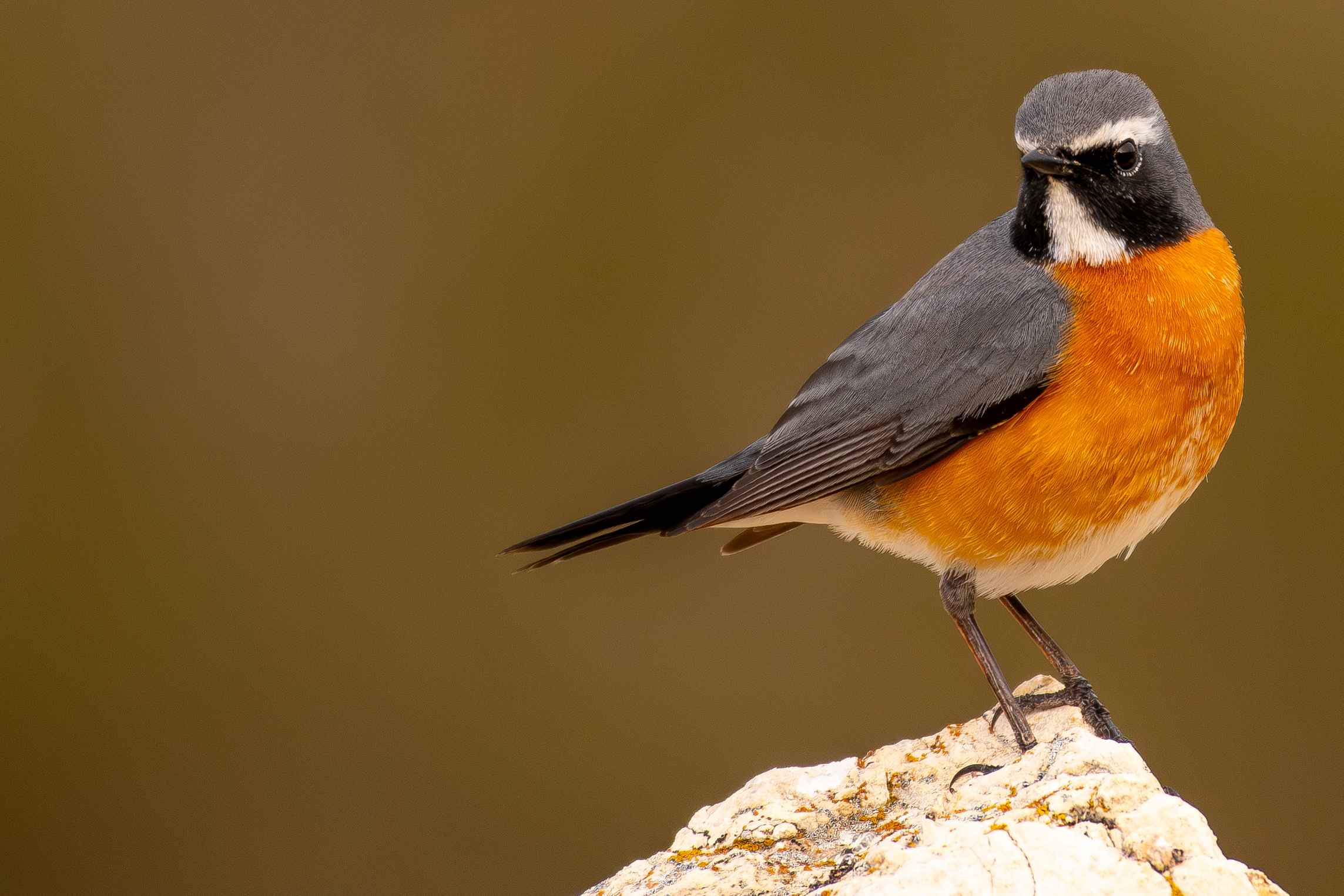 White-throated Robin